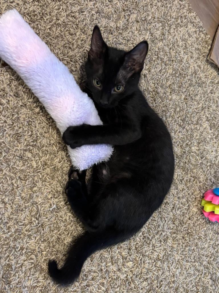 Fermi, Adoptable, Kitten Female Domestic Short Hair.