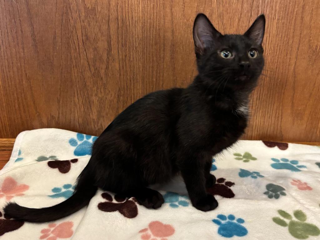 Enlarge Fermi, a Adoptable Domestic Short Hair in Cloquet, MN image 2/5