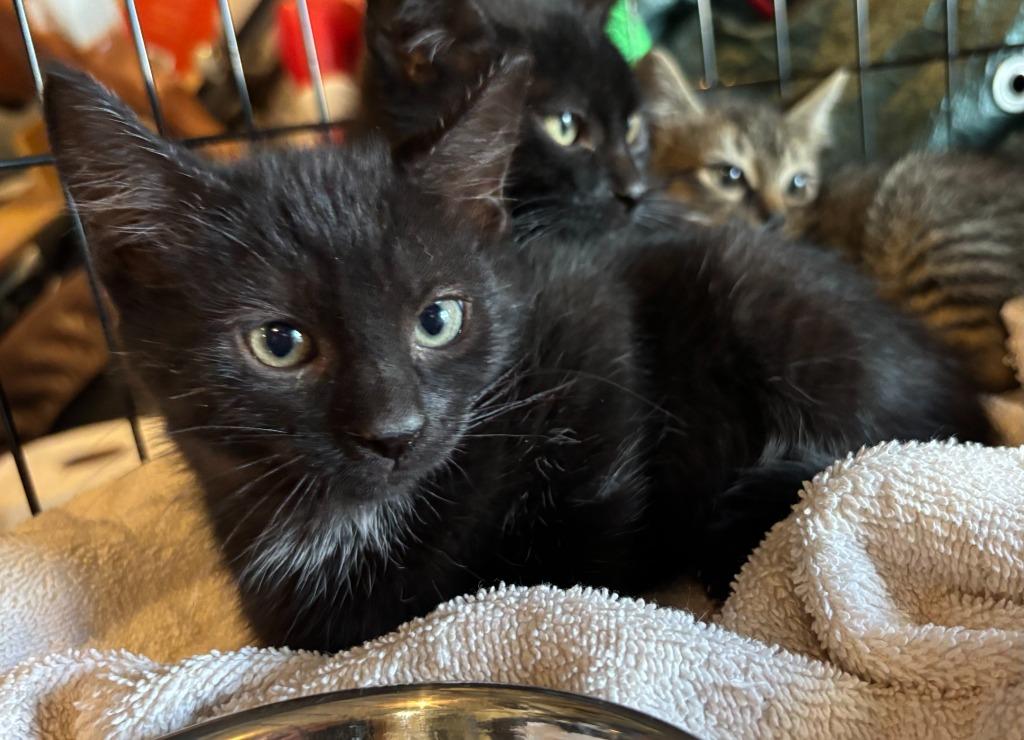 Enlarge Fermi, a Adoptable Domestic Short Hair in Cloquet, MN image 3/5