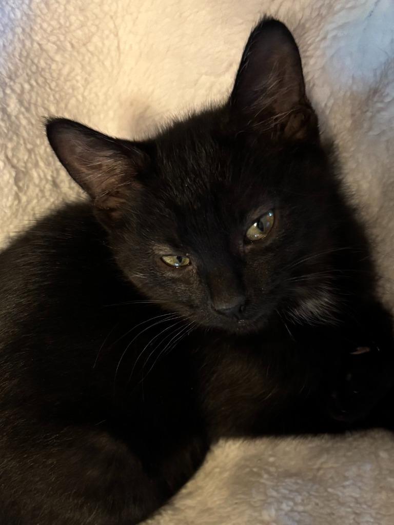 Enlarge Fermi, a Adoptable Domestic Short Hair in Cloquet, MN image 5/5