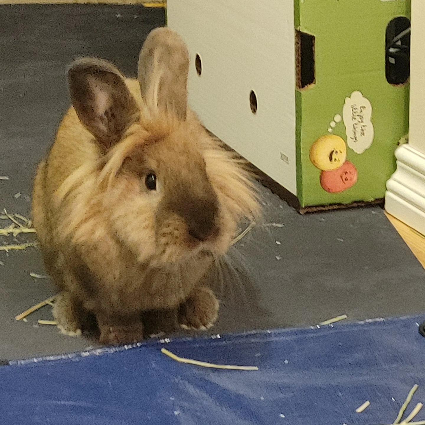 Enlarge Cobalt, a Adoptable mixed breed in Winnipeg, MB image 1/1