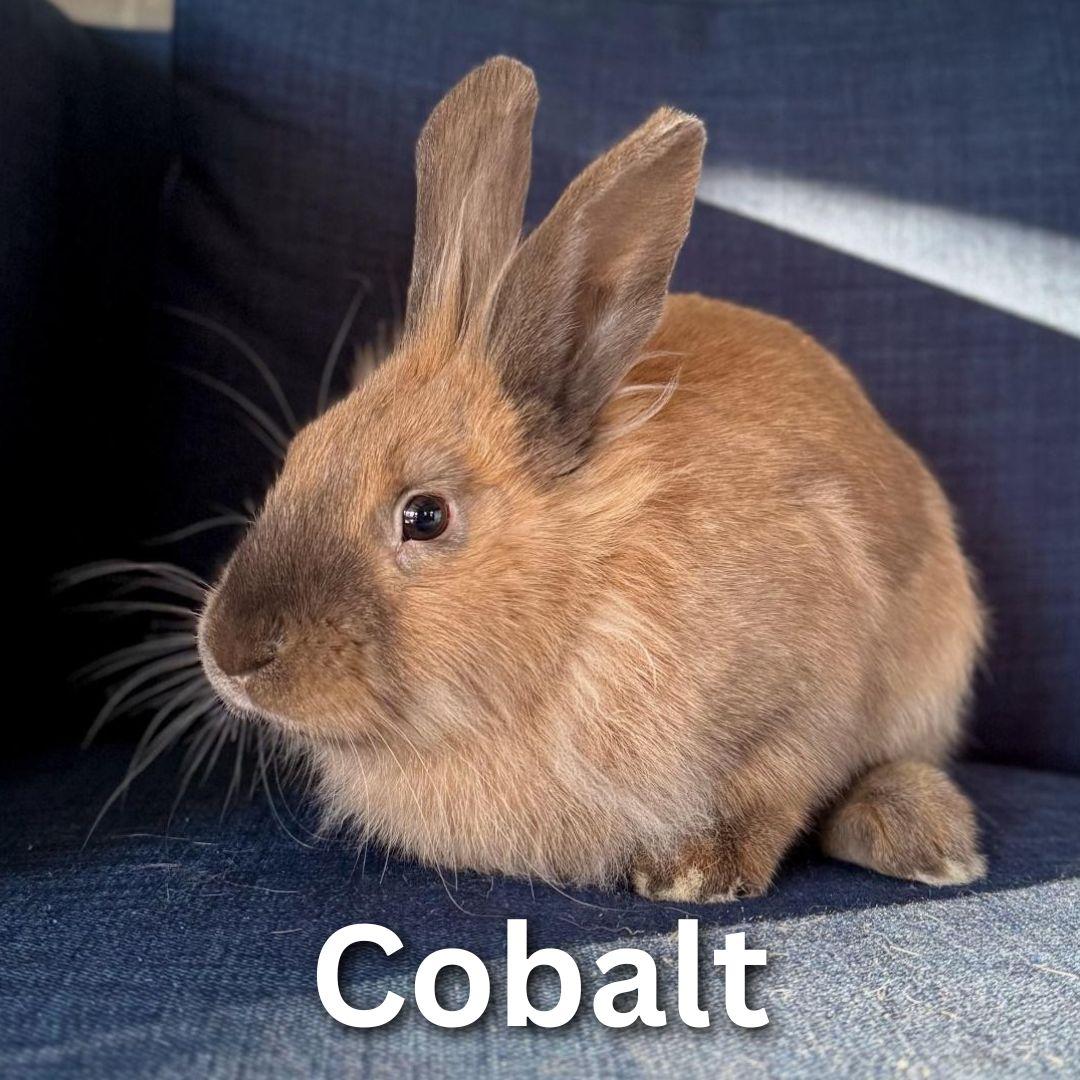 Enlarge Cobalt, a Adoptable mixed breed in Winnipeg, MB image 1/1