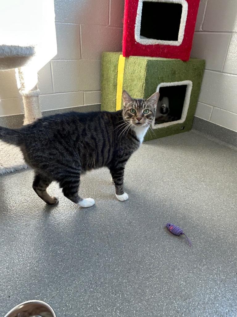 Jack Tripper, Adoptable, Adult Male Domestic Short Hair.