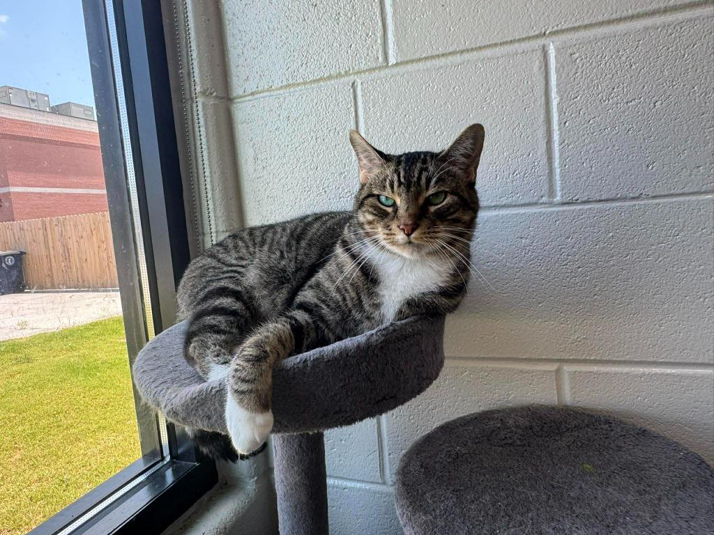 Enlarge Jack Tripper, a Adoptable mixed breed in East Ridge, TN image 2/2