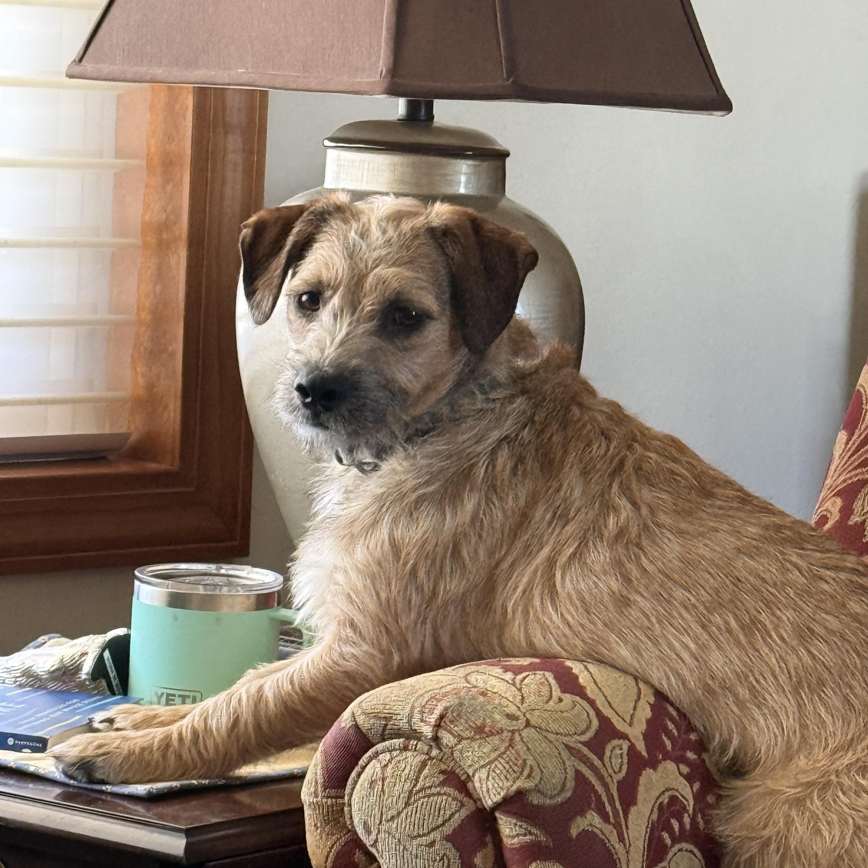 Enlarge Shorty, a ADOPTABLE mixed breed in Bettendorf, IA image 4/6