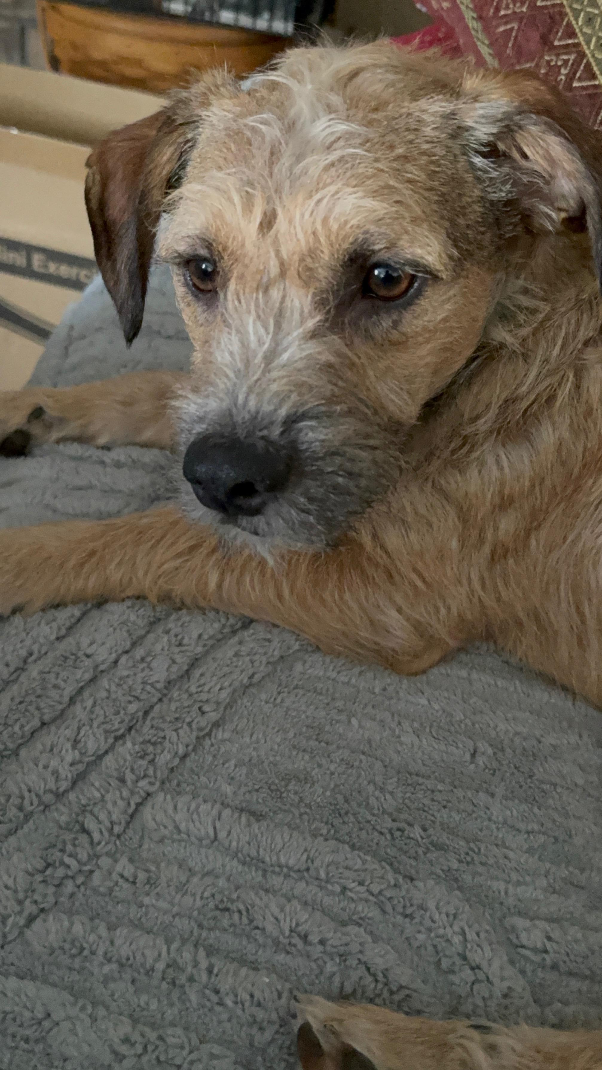 Enlarge Shorty, a ADOPTABLE mixed breed in Bettendorf, IA image 6/6