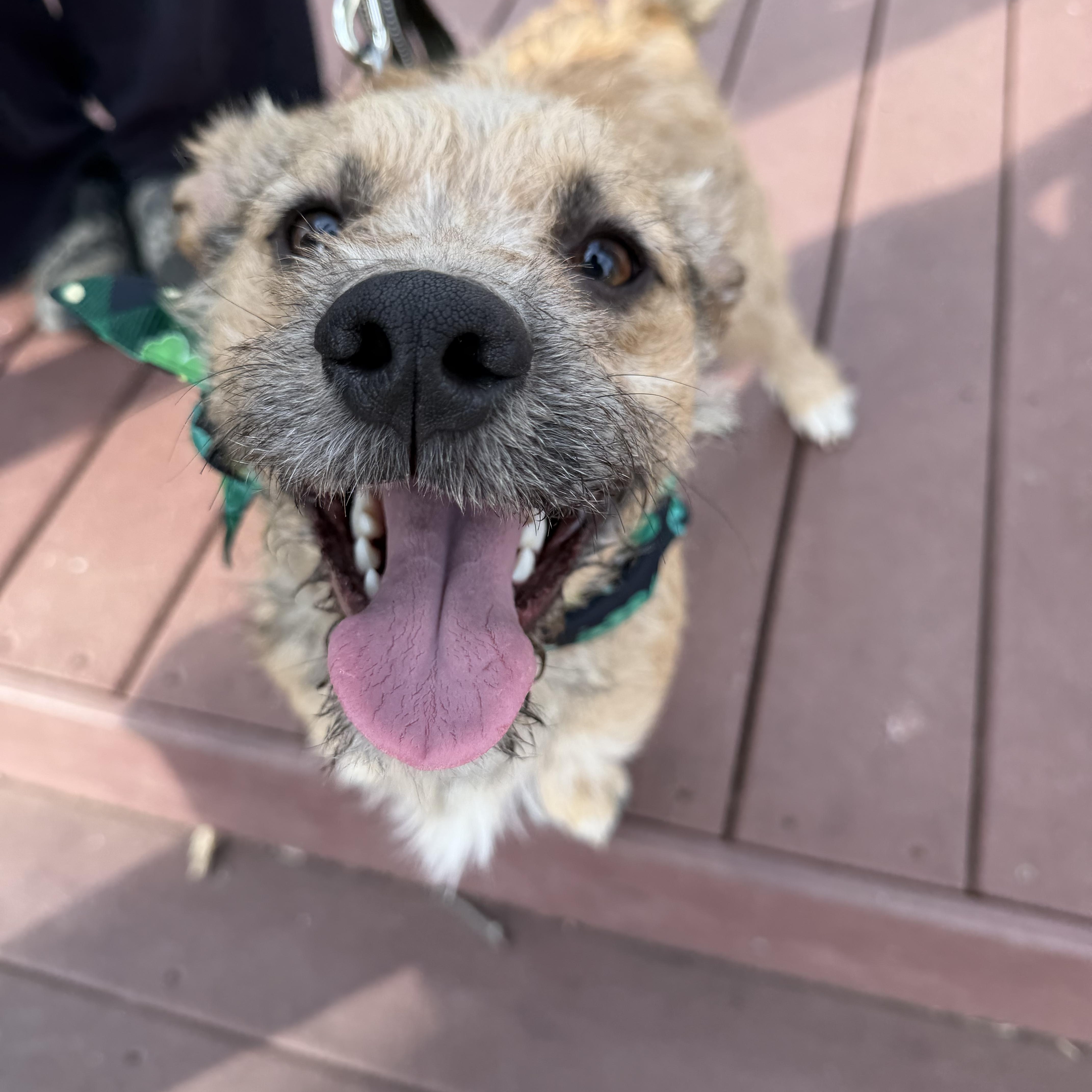 Enlarge Shorty, a ADOPTABLE mixed breed in Bettendorf, IA image 3/6