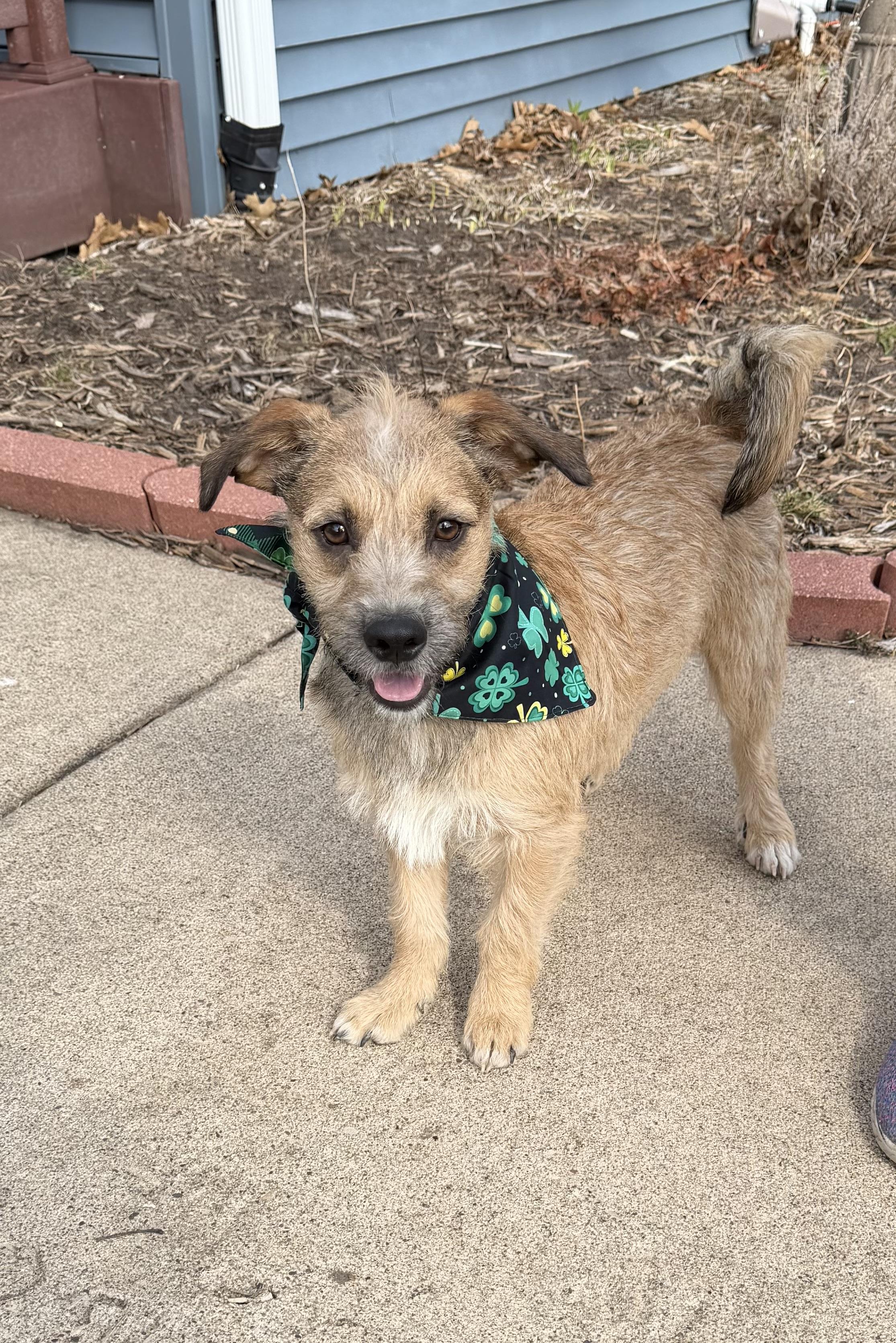 Shorty, ADOPTABLE, Adult Male Terrier & Border Terrier.