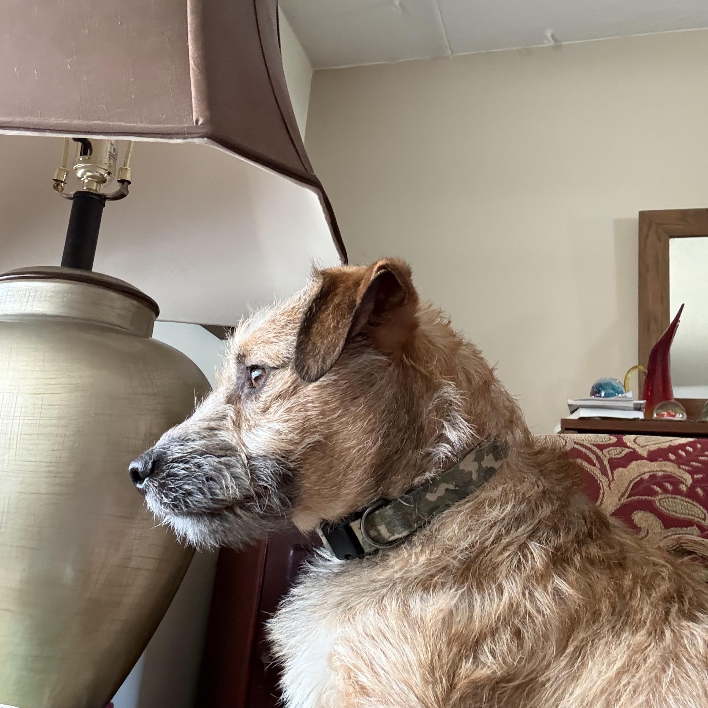 Enlarge Shorty, a ADOPTABLE mixed breed in Bettendorf, IA image 5/6