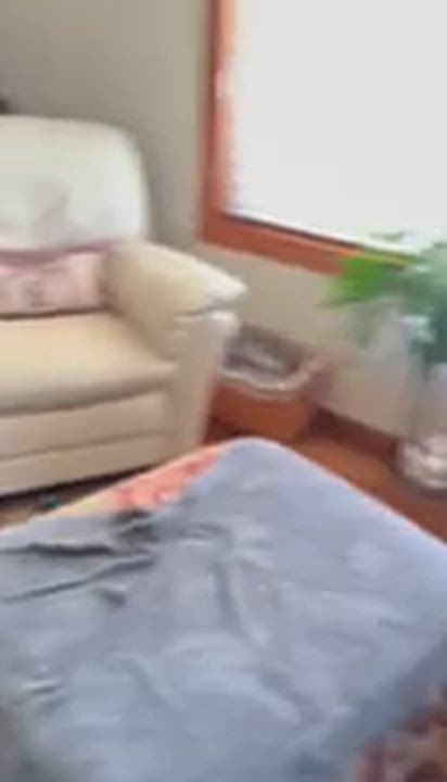 Enlarge Shorty, a ADOPTABLE mixed breed in Bettendorf, IA video 2/6