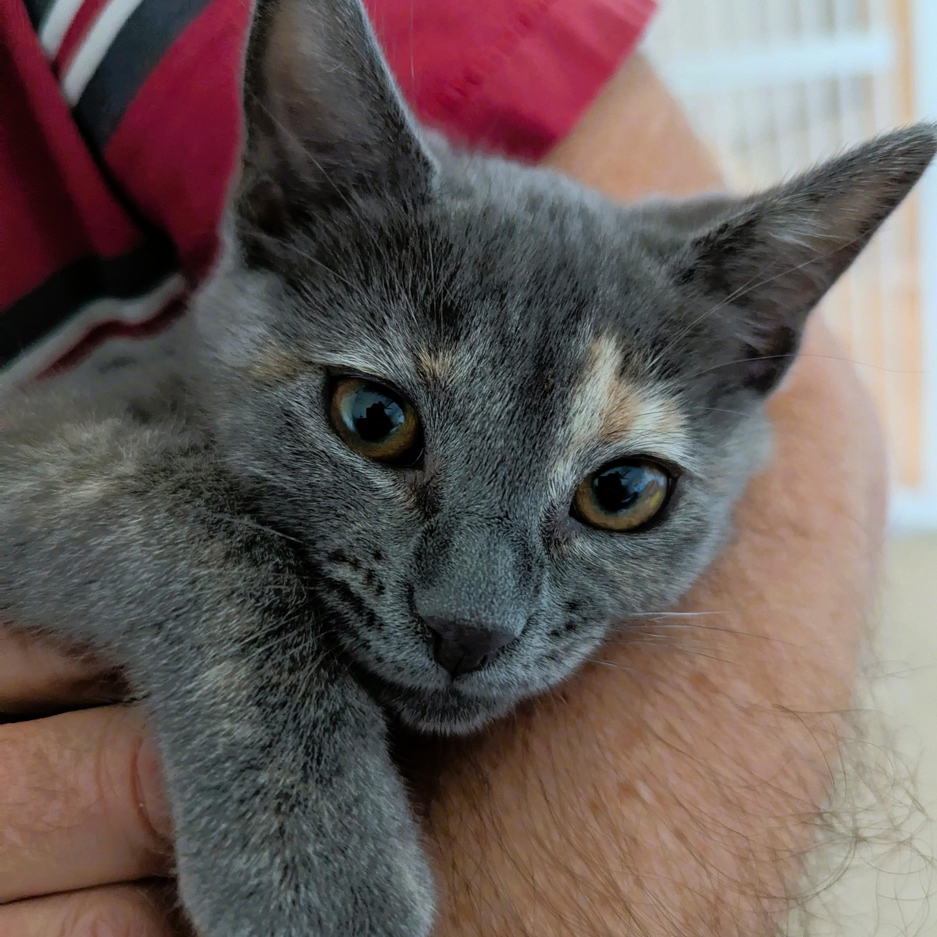 BETTY WHITE - KITTEN