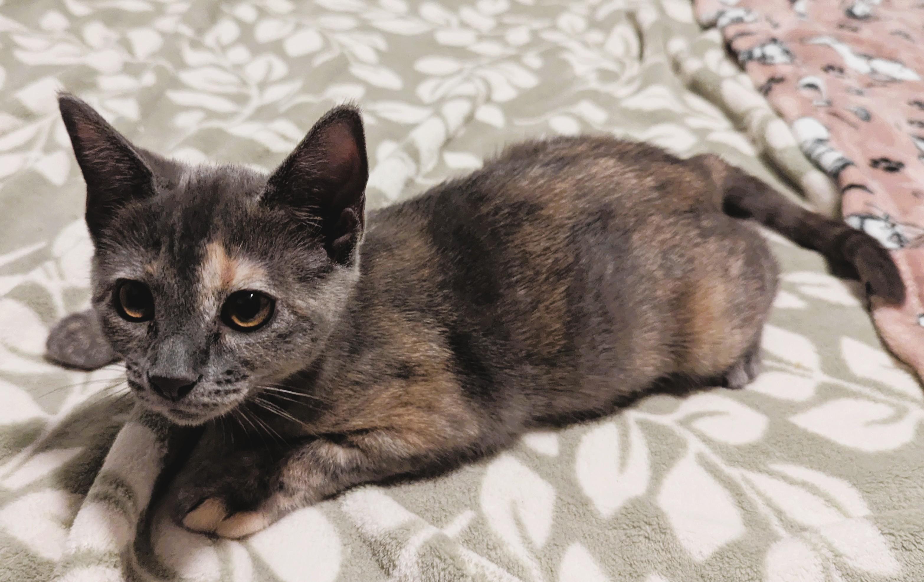 BETTY WHITE - KITTEN
