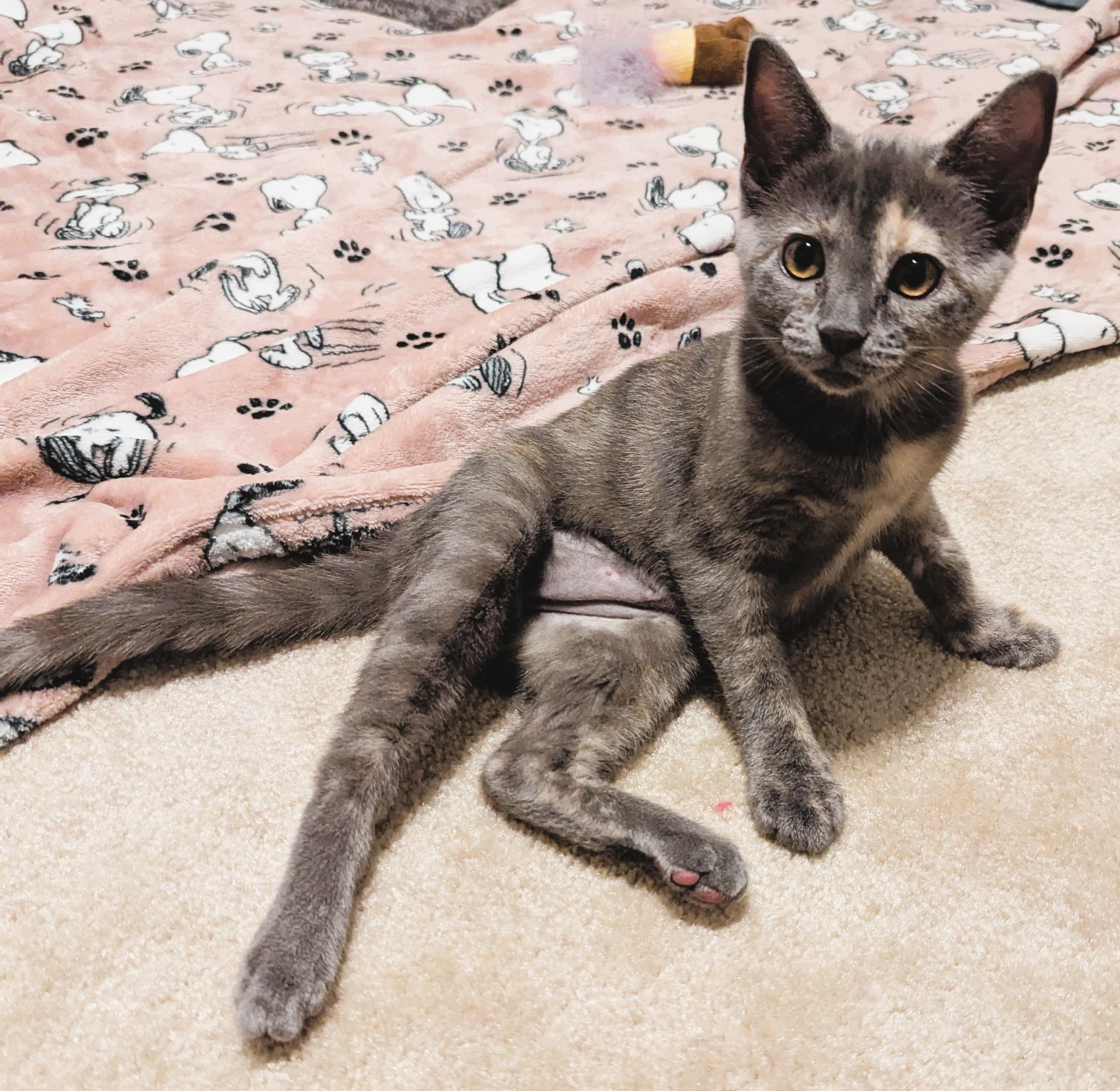 BETTY WHITE - KITTEN