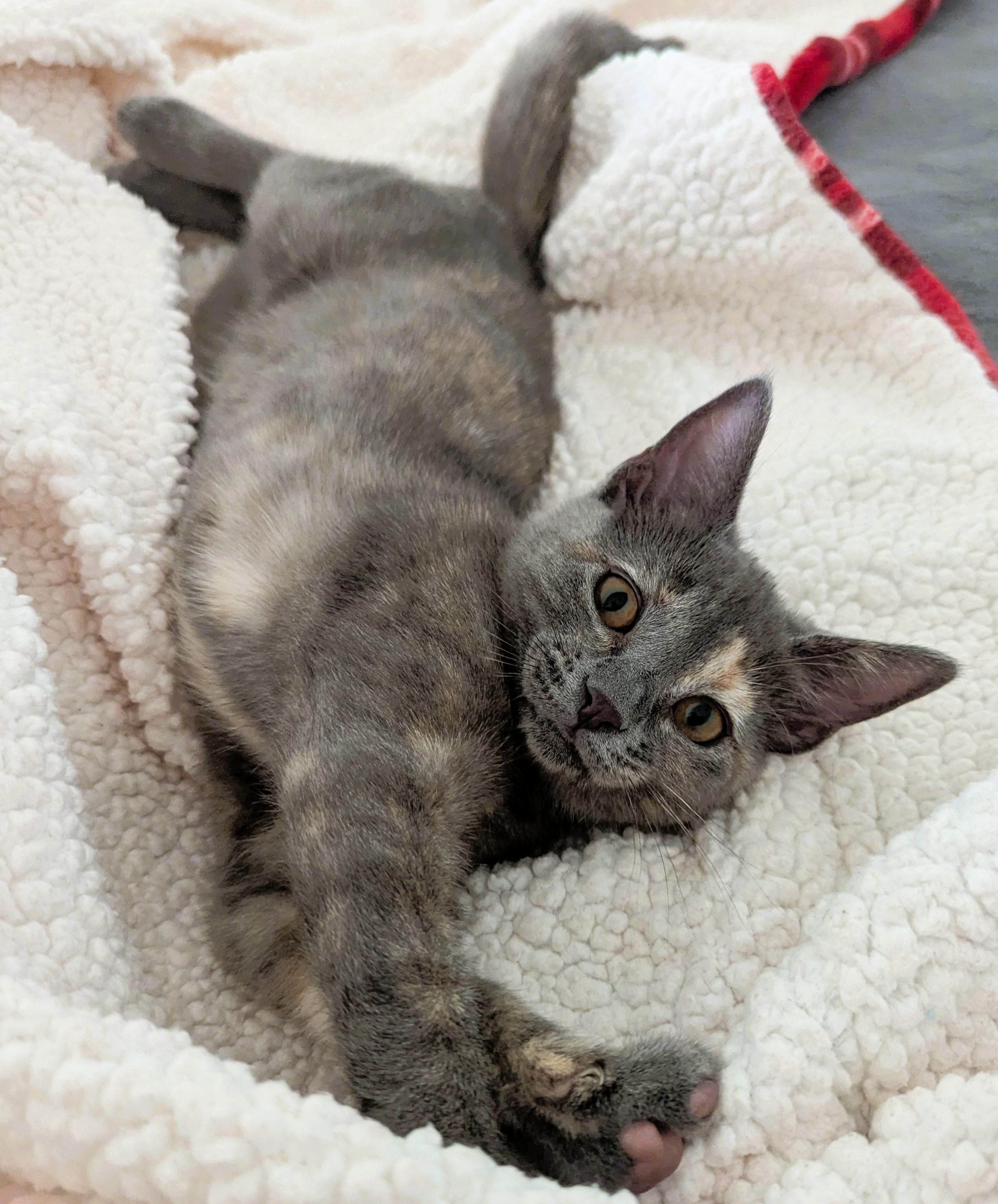 BETTY WHITE - KITTEN