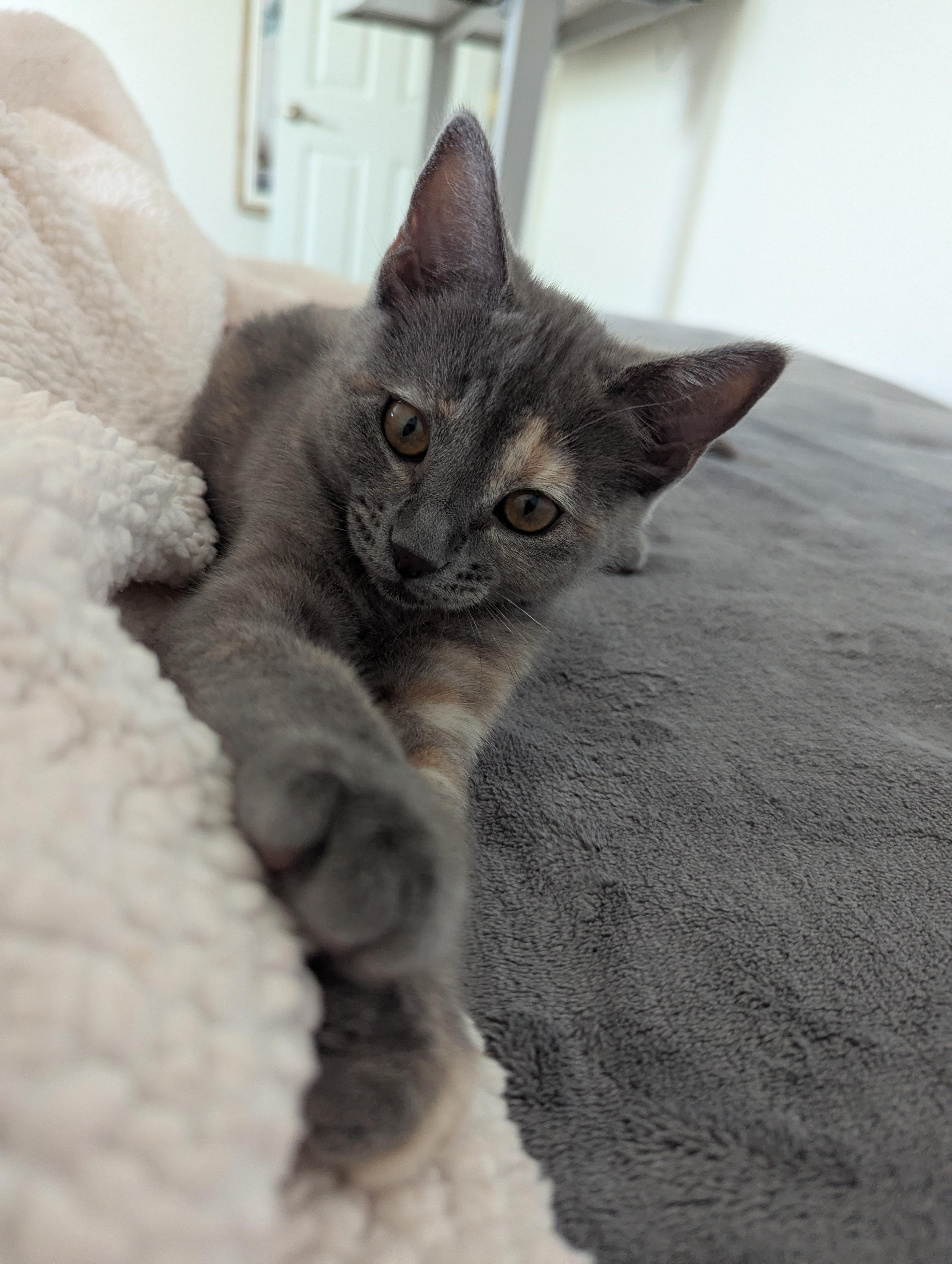 BETTY WHITE - KITTEN