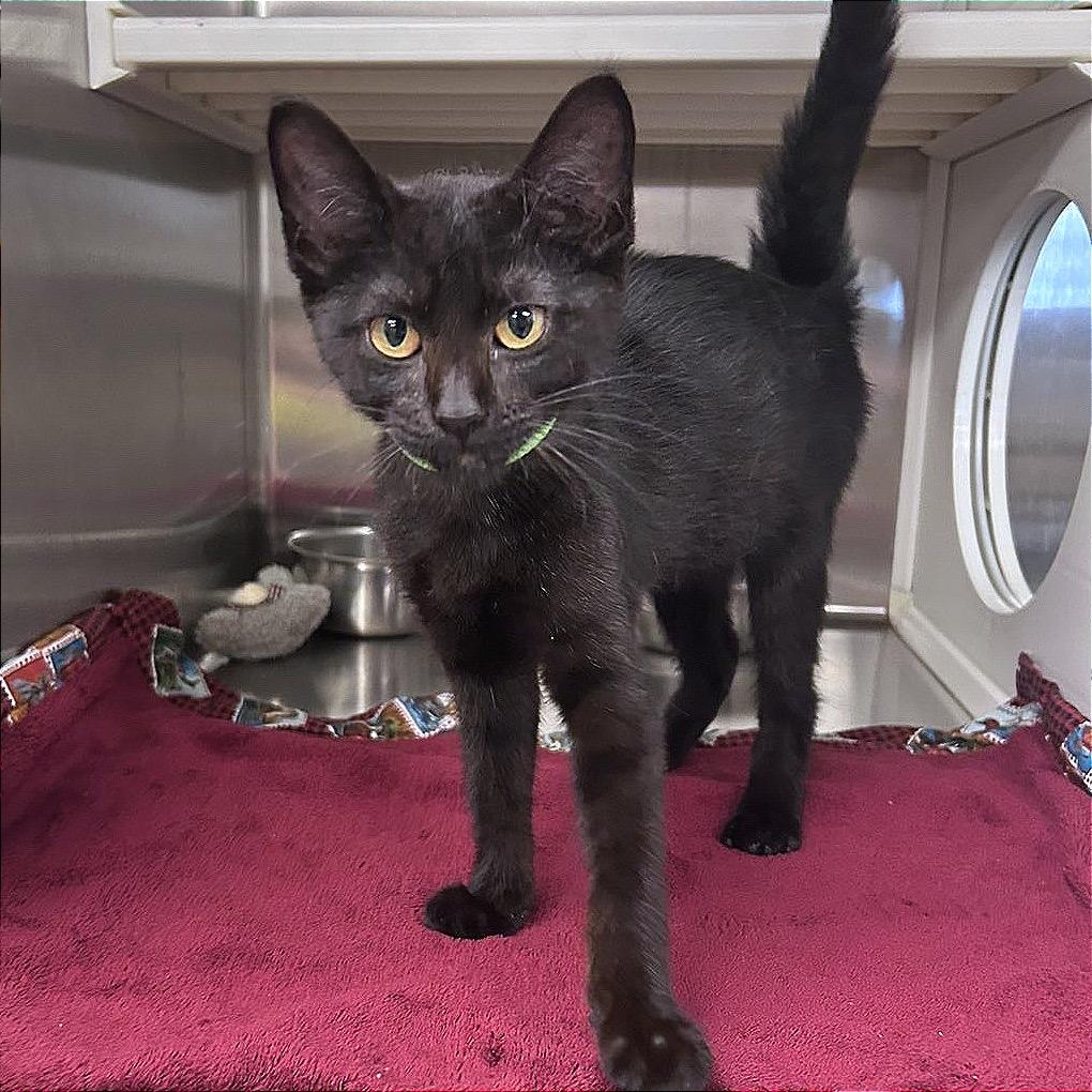 Donk, Adoptable, Kitten Female Domestic Short Hair.