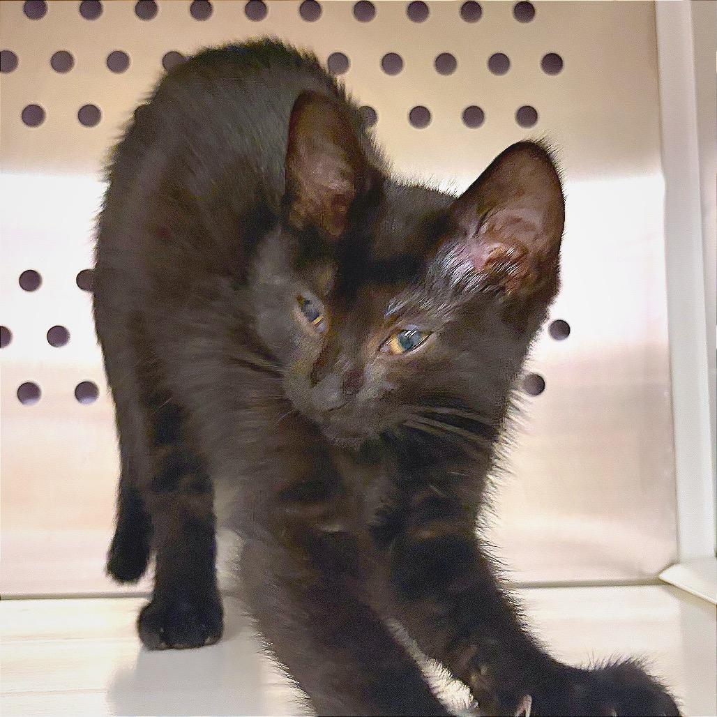 Enlarge Donk, a Adoptable Domestic Short Hair in Hannibal, MO image 2/6