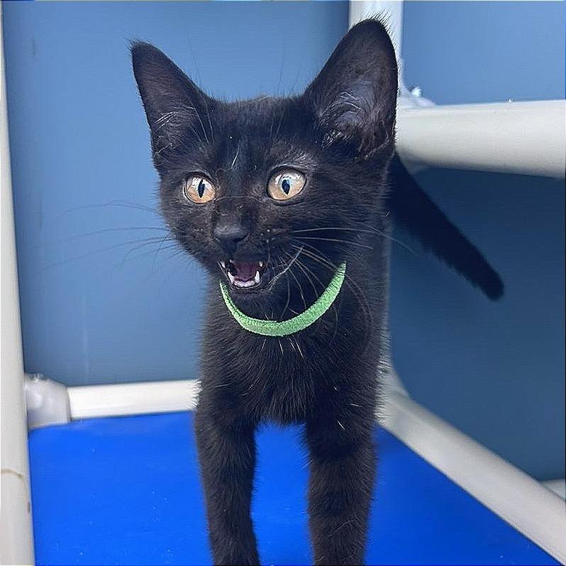 Enlarge Donk, a Adoptable Domestic Short Hair in Hannibal, MO image 3/6