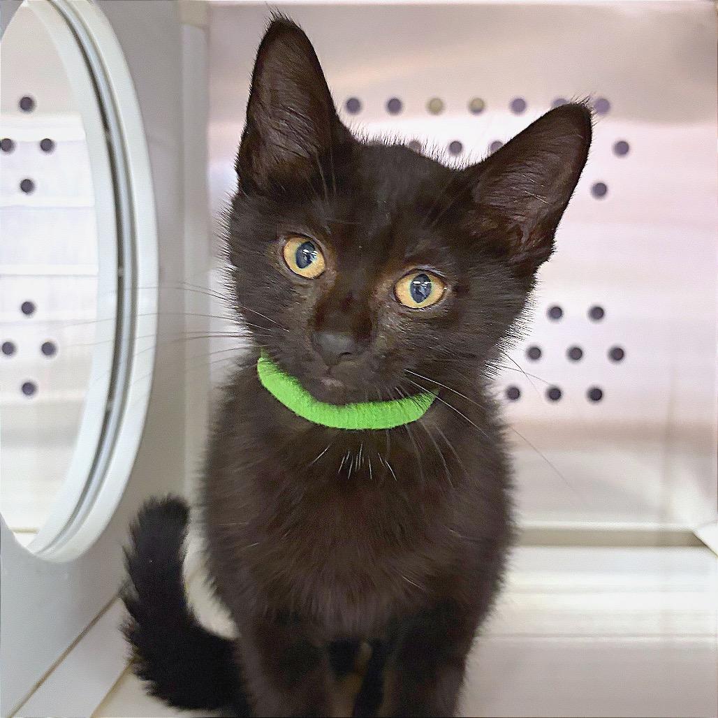 Enlarge Donk, a Adoptable Domestic Short Hair in Hannibal, MO image 4/6