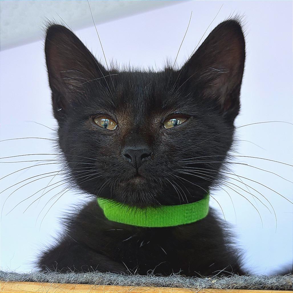 Enlarge Donk, a Adoptable Domestic Short Hair in Hannibal, MO image 5/6