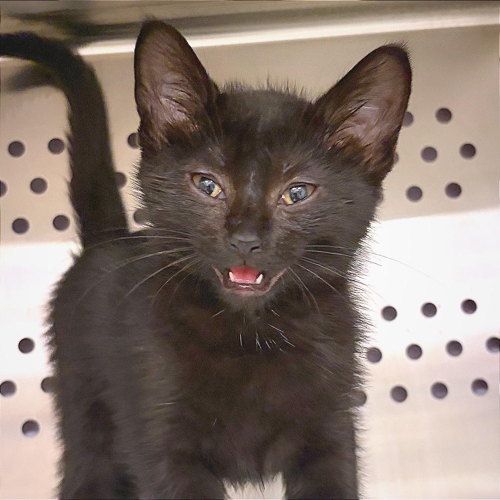Enlarge Donk, a Adoptable Domestic Short Hair in Hannibal, MO image 6/6