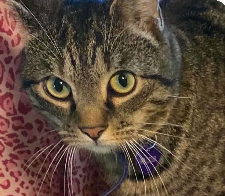 Walter, Adopted, Adult Male Tabby.