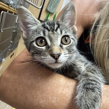 Artemis, adopted, Kitten Female Domestic Short Hair.