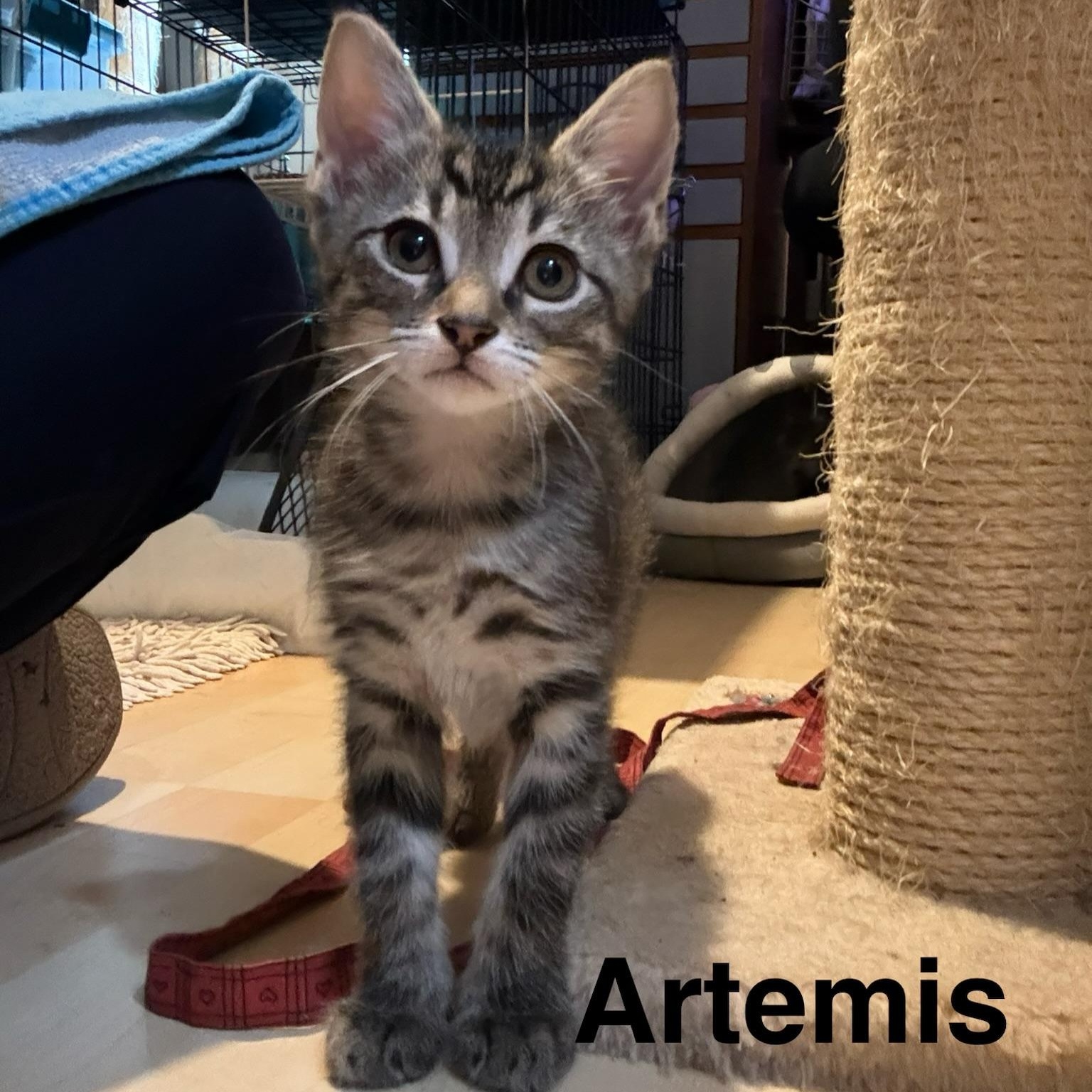 Artemis, an adopted Domestic Short Hair in atlanta, GA image 5/5