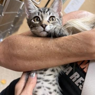 Artemis, an adopted Domestic Short Hair in atlanta, GA image 3/5