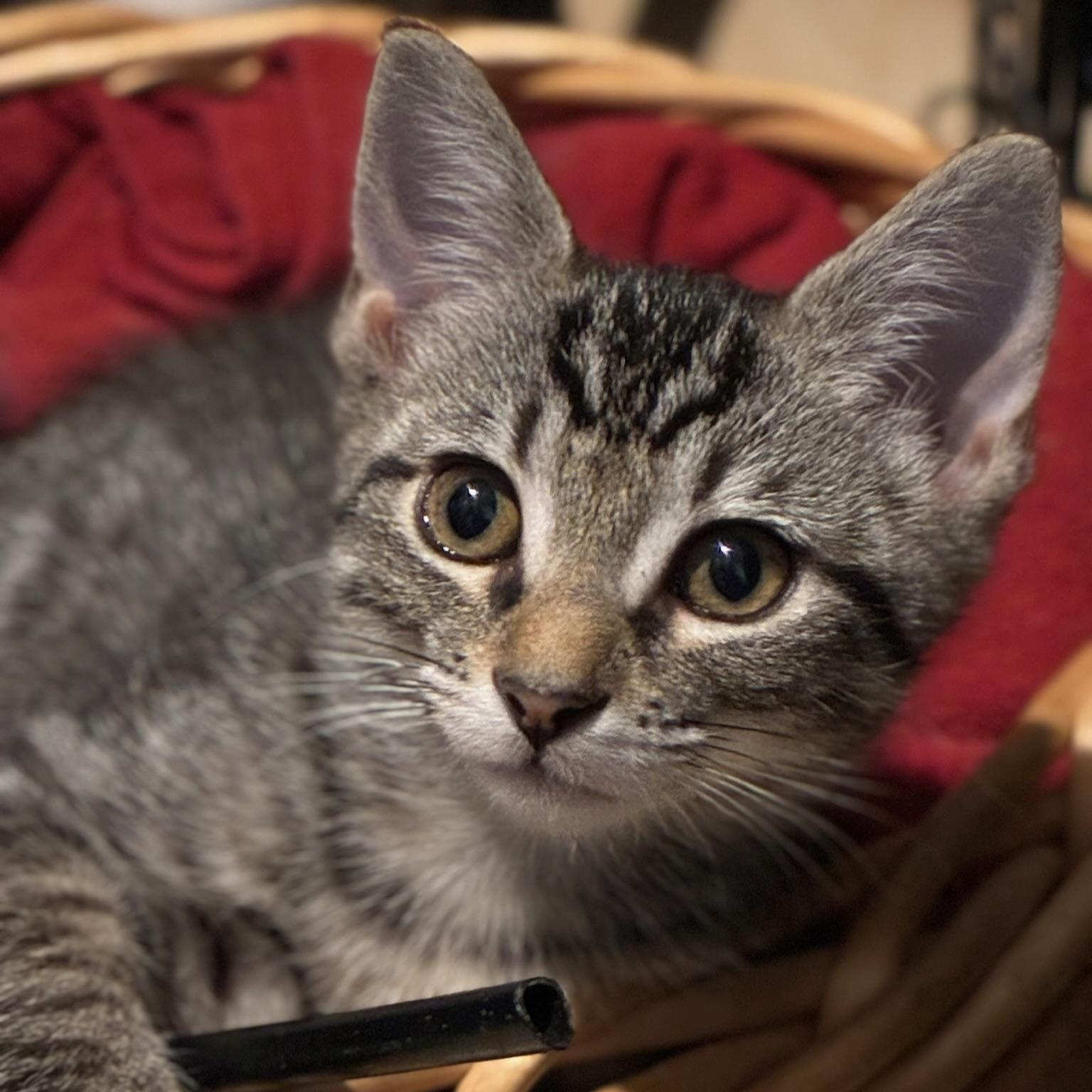 Artemis, an adopted Domestic Short Hair in atlanta, GA image 2/5