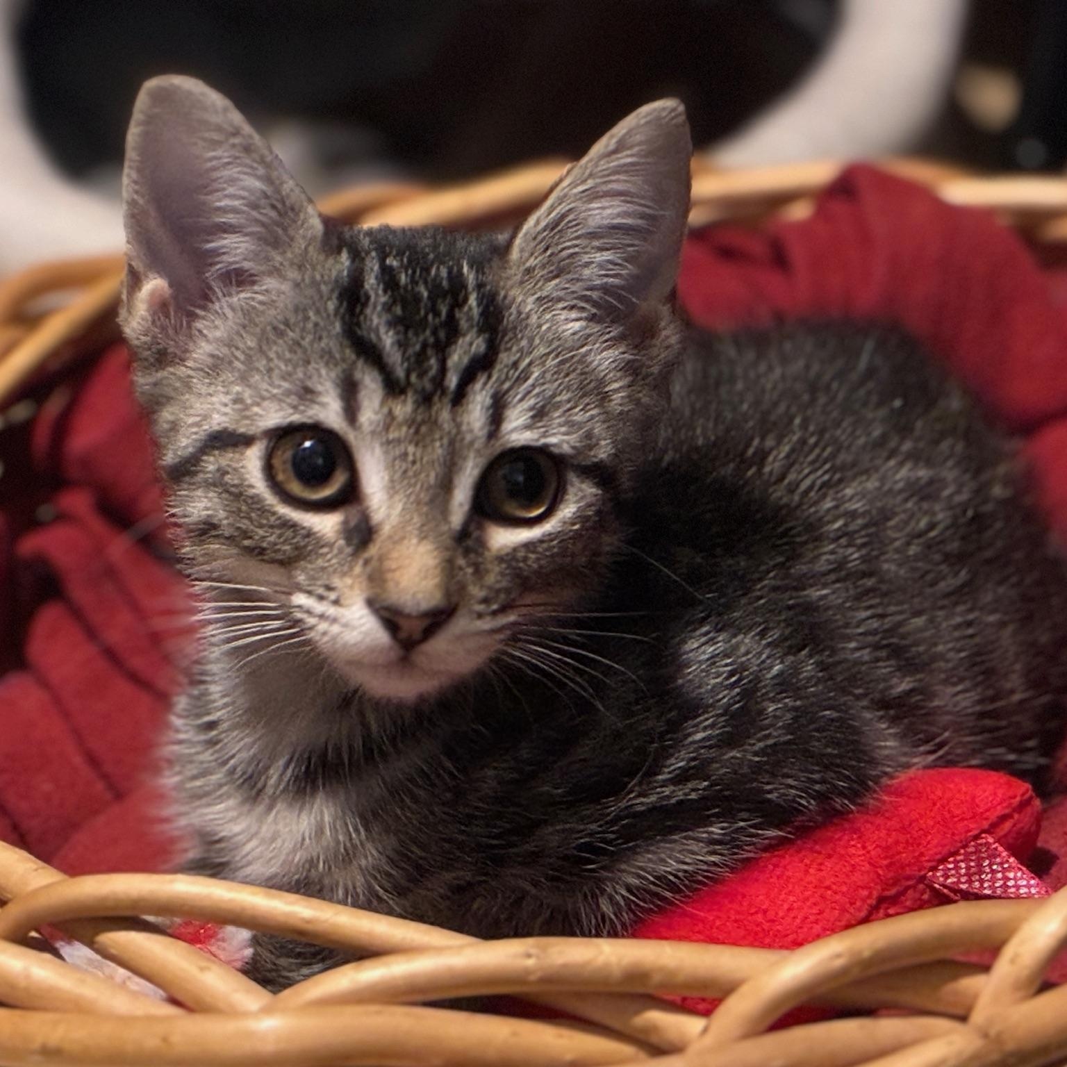 Artemis, an adopted Domestic Short Hair in atlanta, GA image 4/5