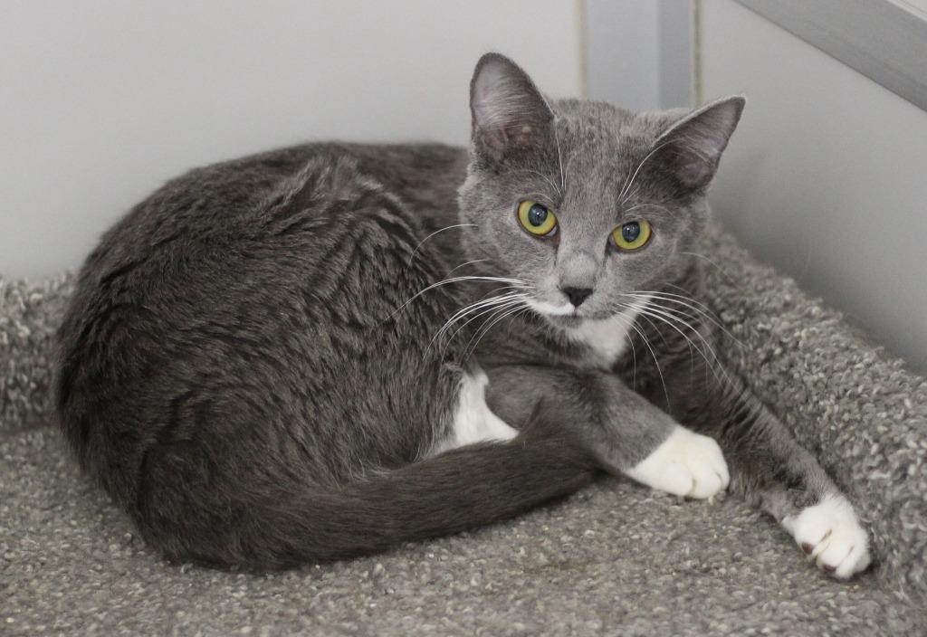 Raven, Adopted, Young Female Domestic Short Hair.
