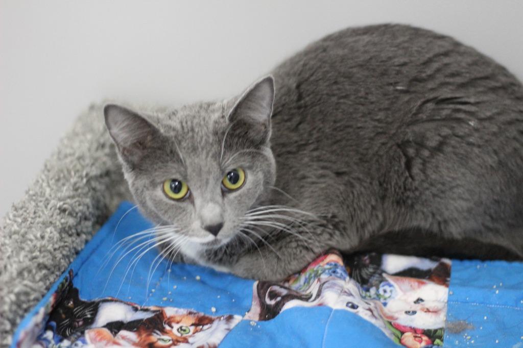 Raven, a Adopted mixed breed in Rockford, IL image 2/2