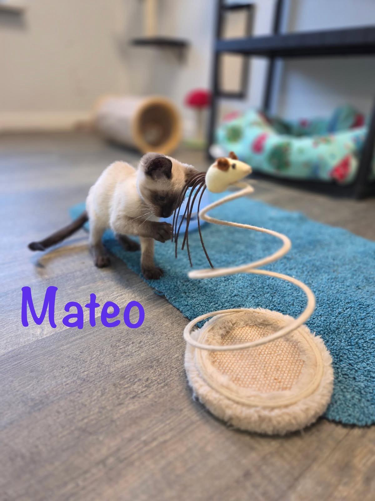 Enlarge Mateo, an adopted Siamese in Crescent City, CA image 2/3