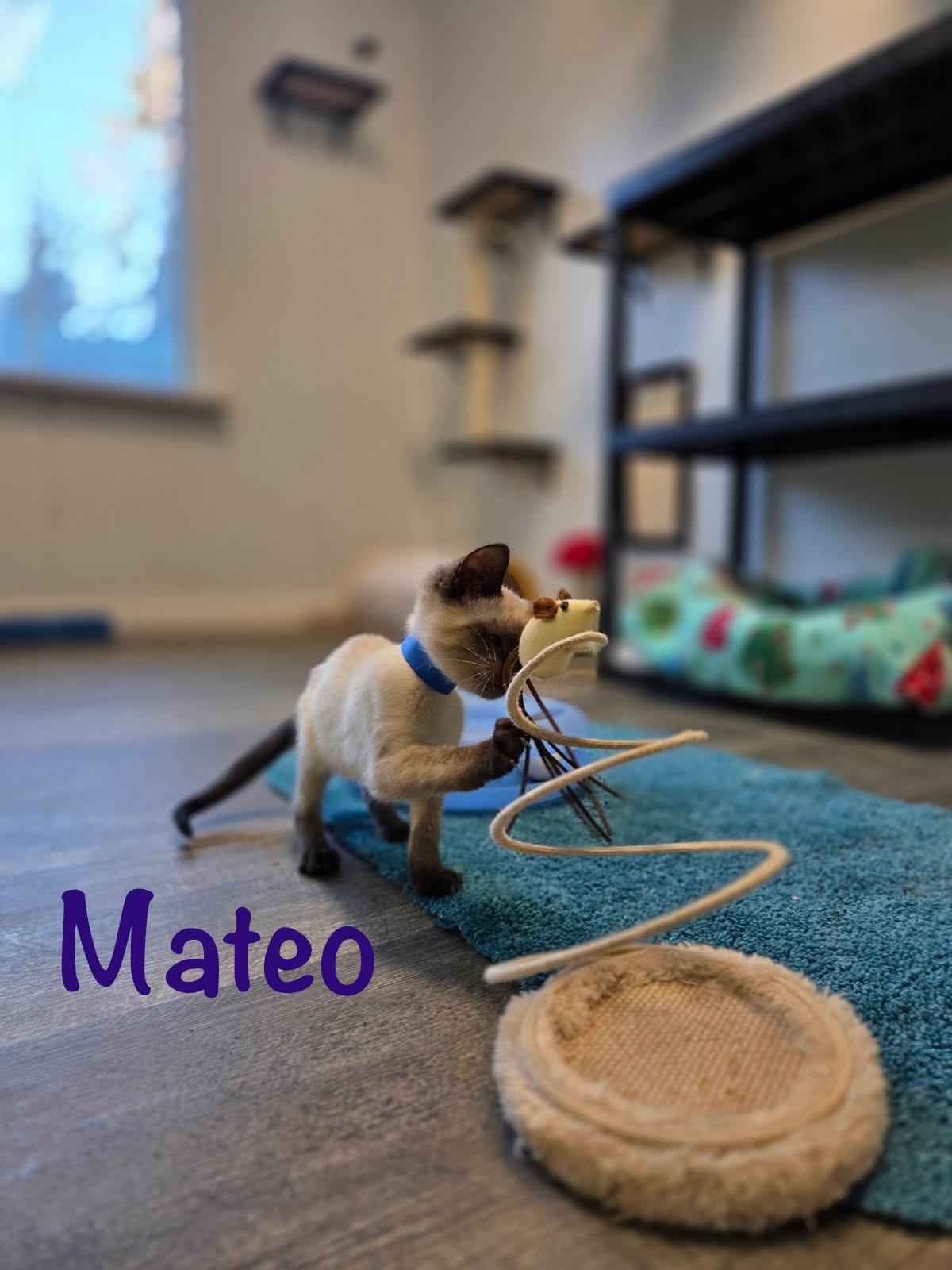 Enlarge Mateo, an adopted Siamese in Crescent City, CA image 3/3