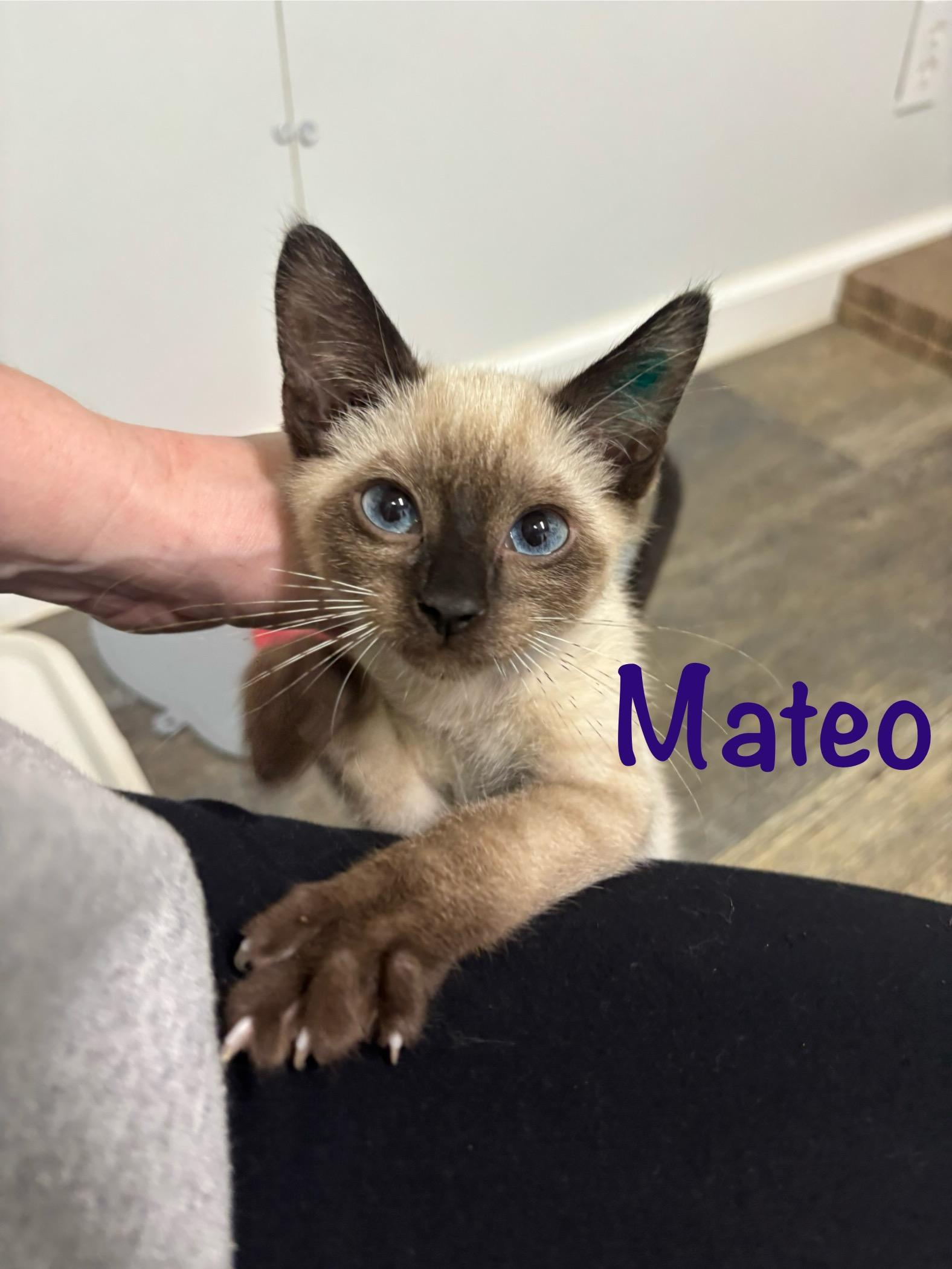 Mateo, adopted, Kitten Male Siamese.