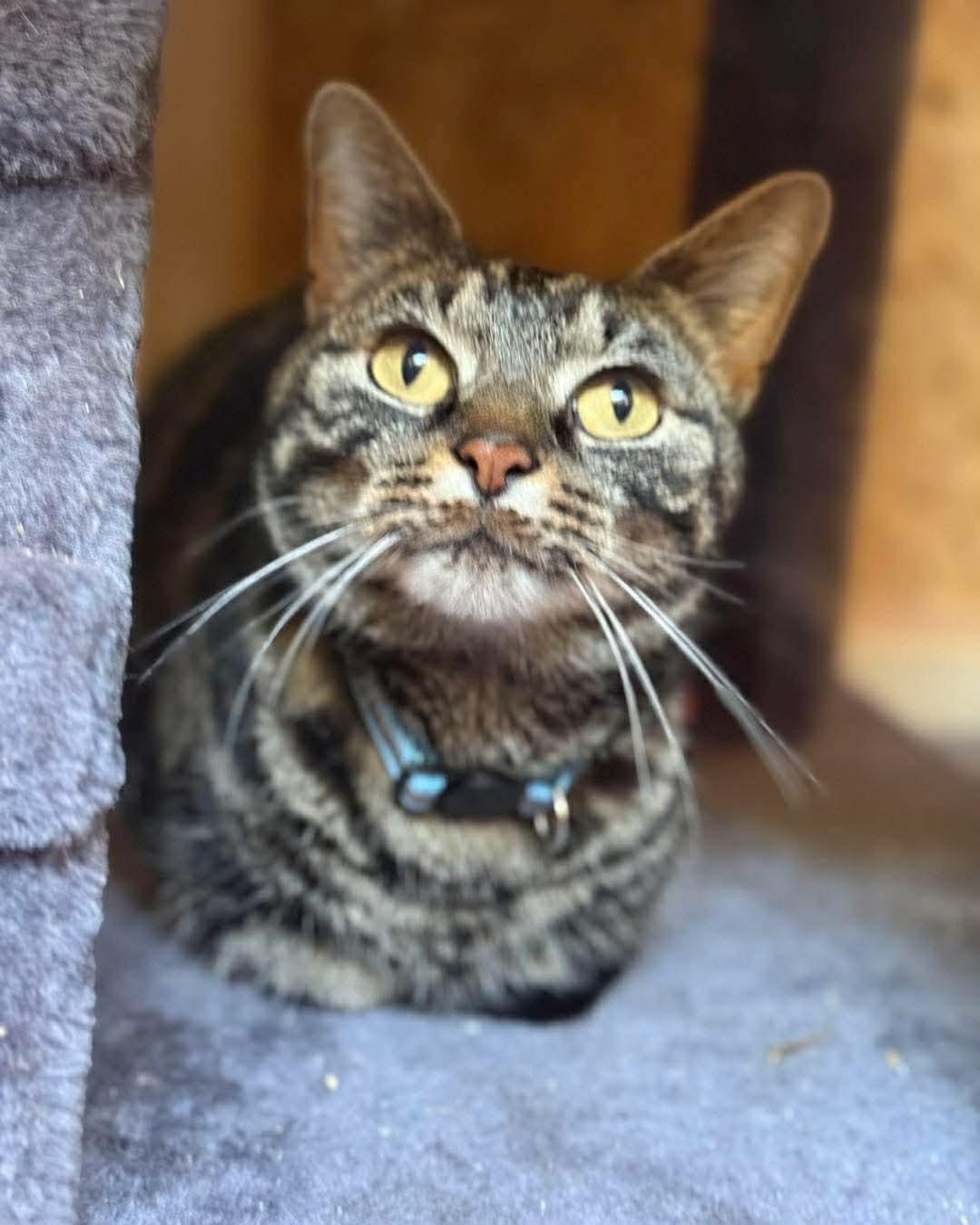 Jaina and August, ADOPTABLE, Adult Female Tabby.