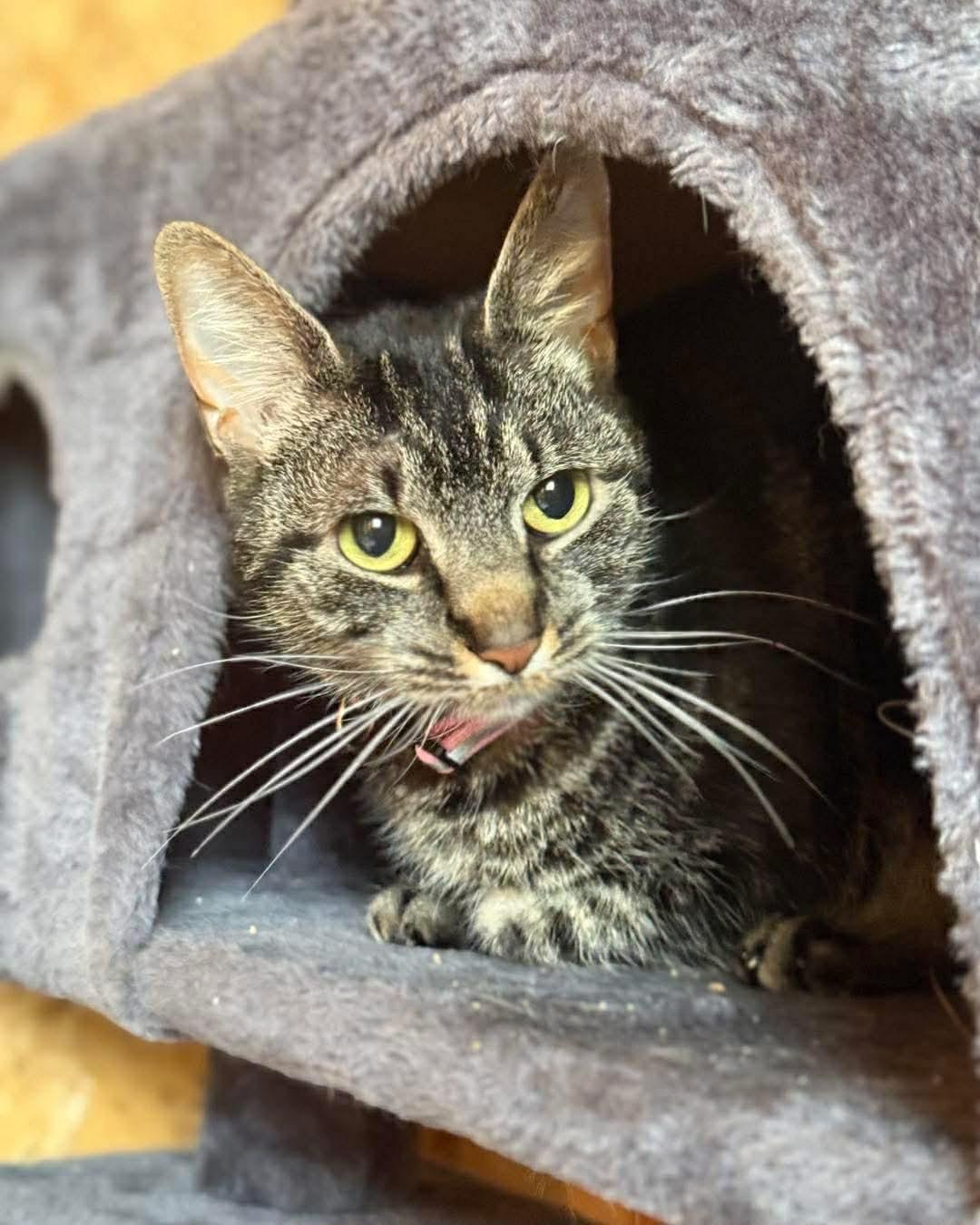 Enlarge Jaina and August, a ADOPTABLE Tabby in Aberdeen, NC image 2/2