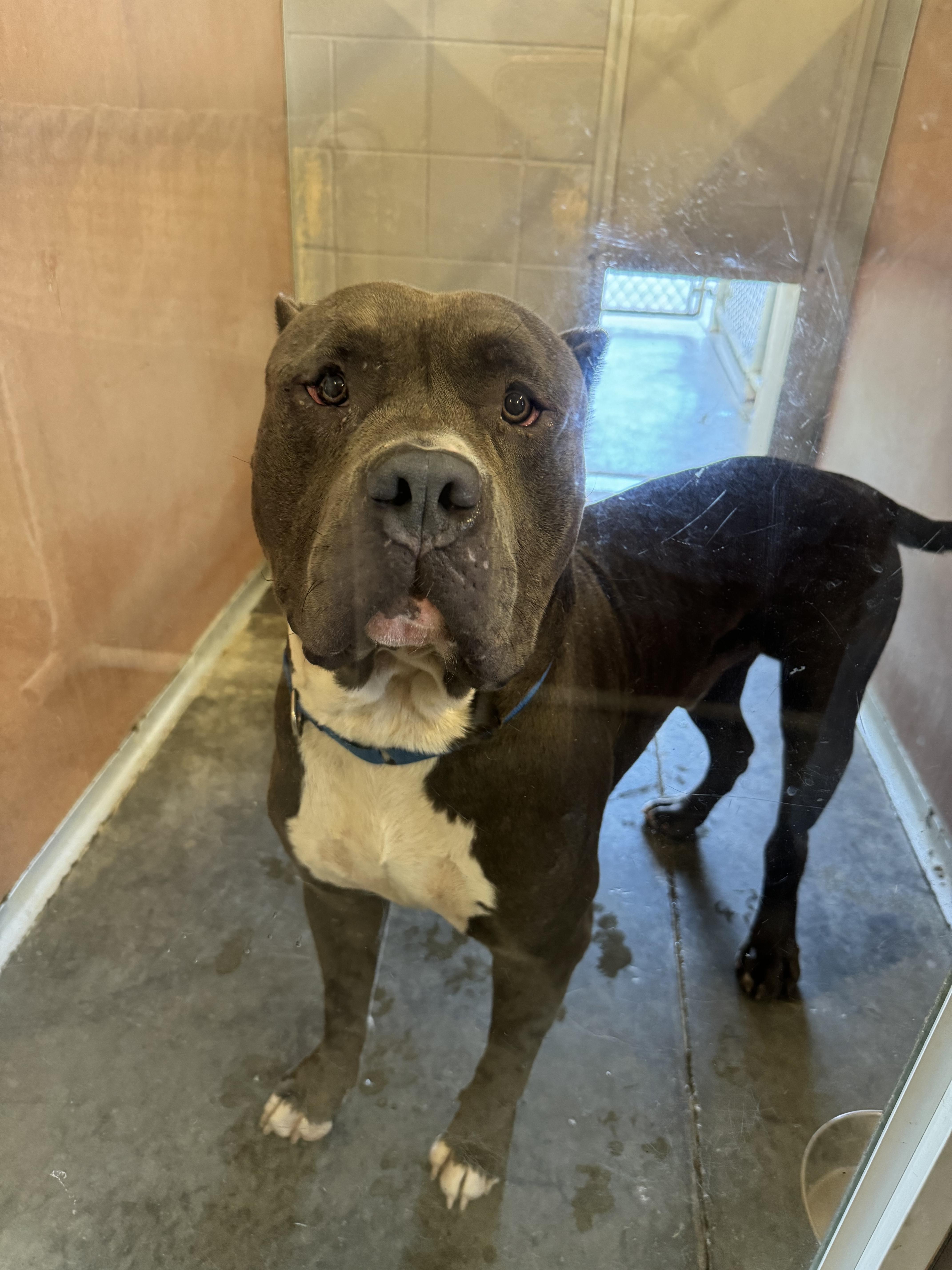 Marsh, Adoptable, Adult Male Cane Corso.