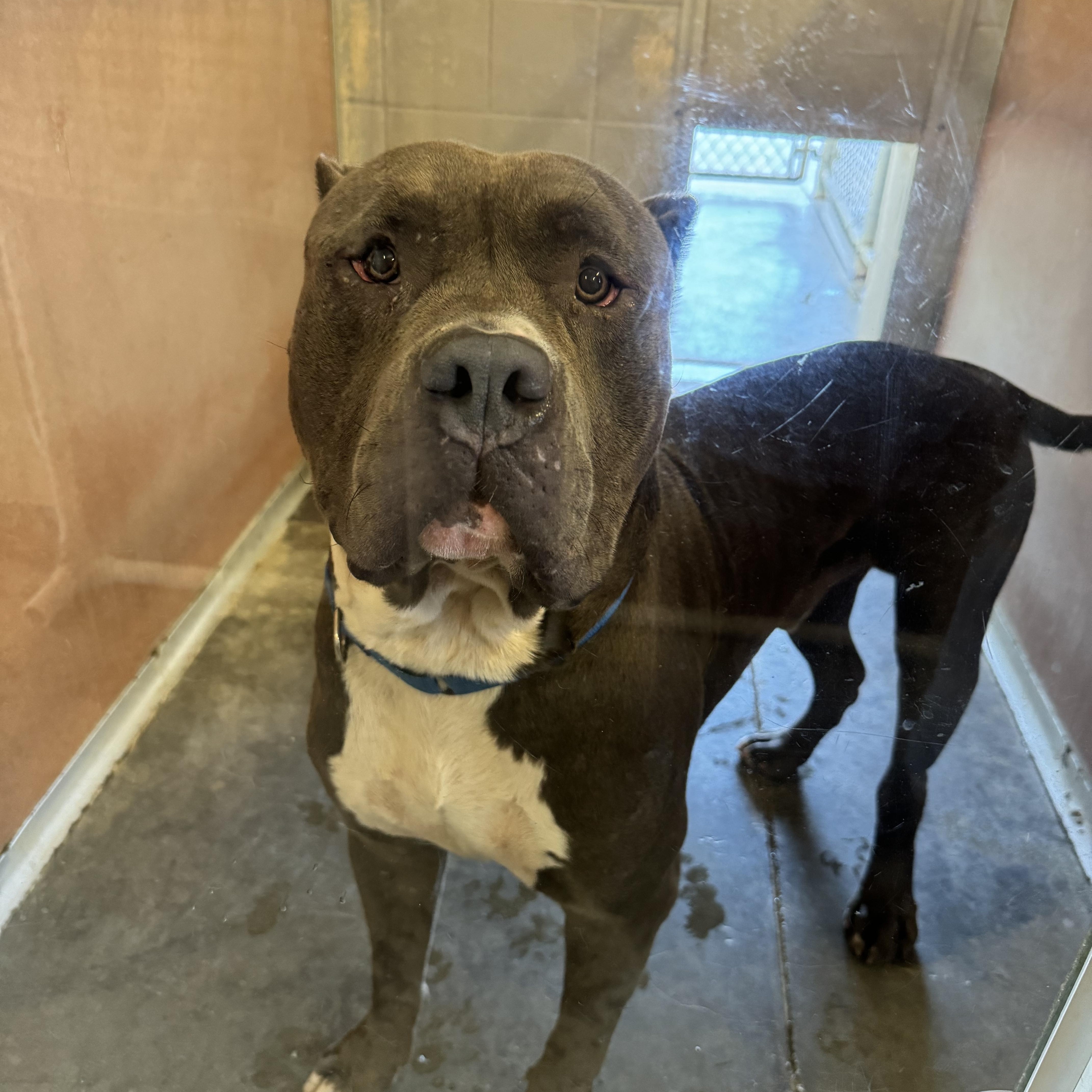 Enlarge Marsh, a Adoptable mixed breed in Mansfield, OH image 1/1