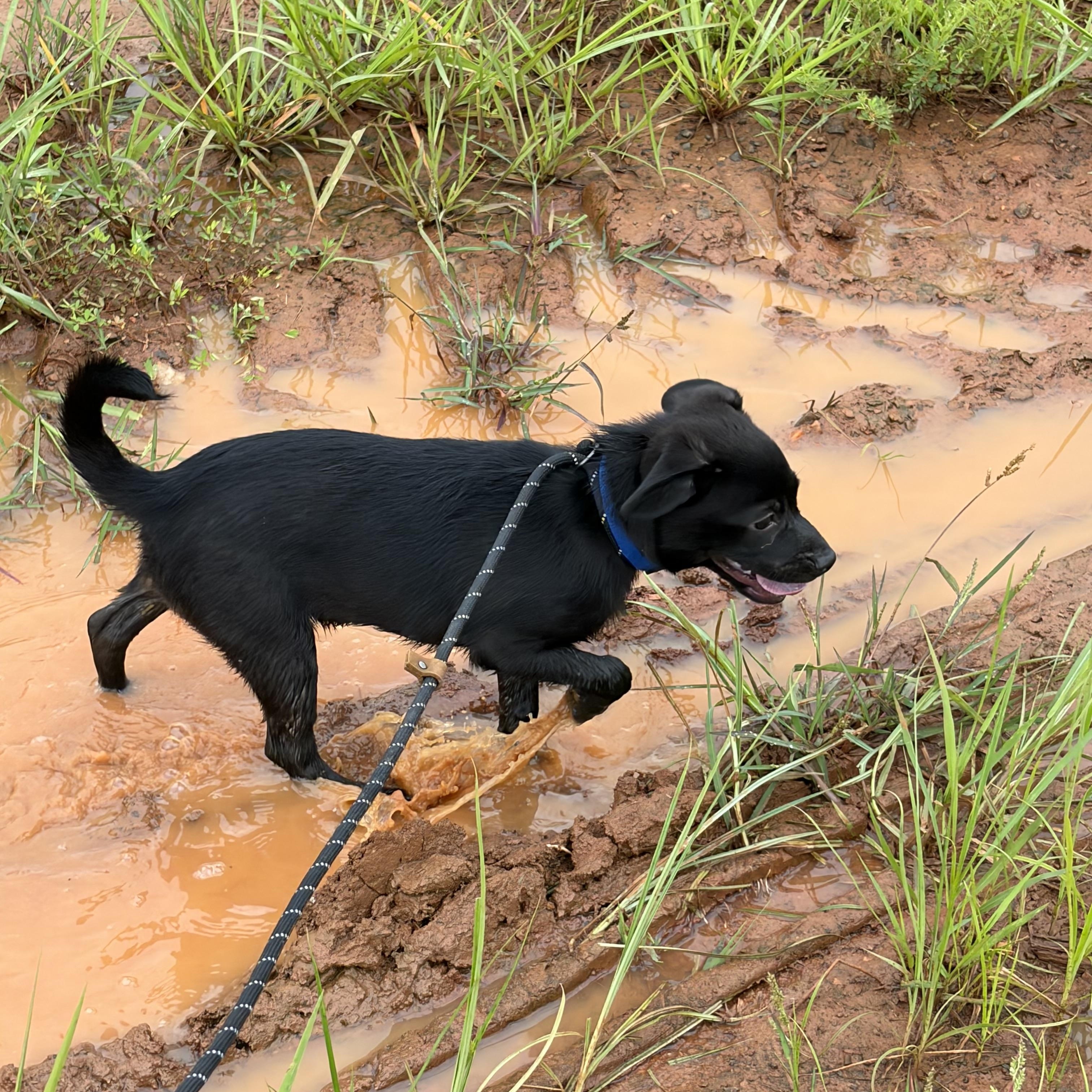 Enlarge Bubba, a ADOPTABLE Mixed Breed in Warrenton, VA image 3/6