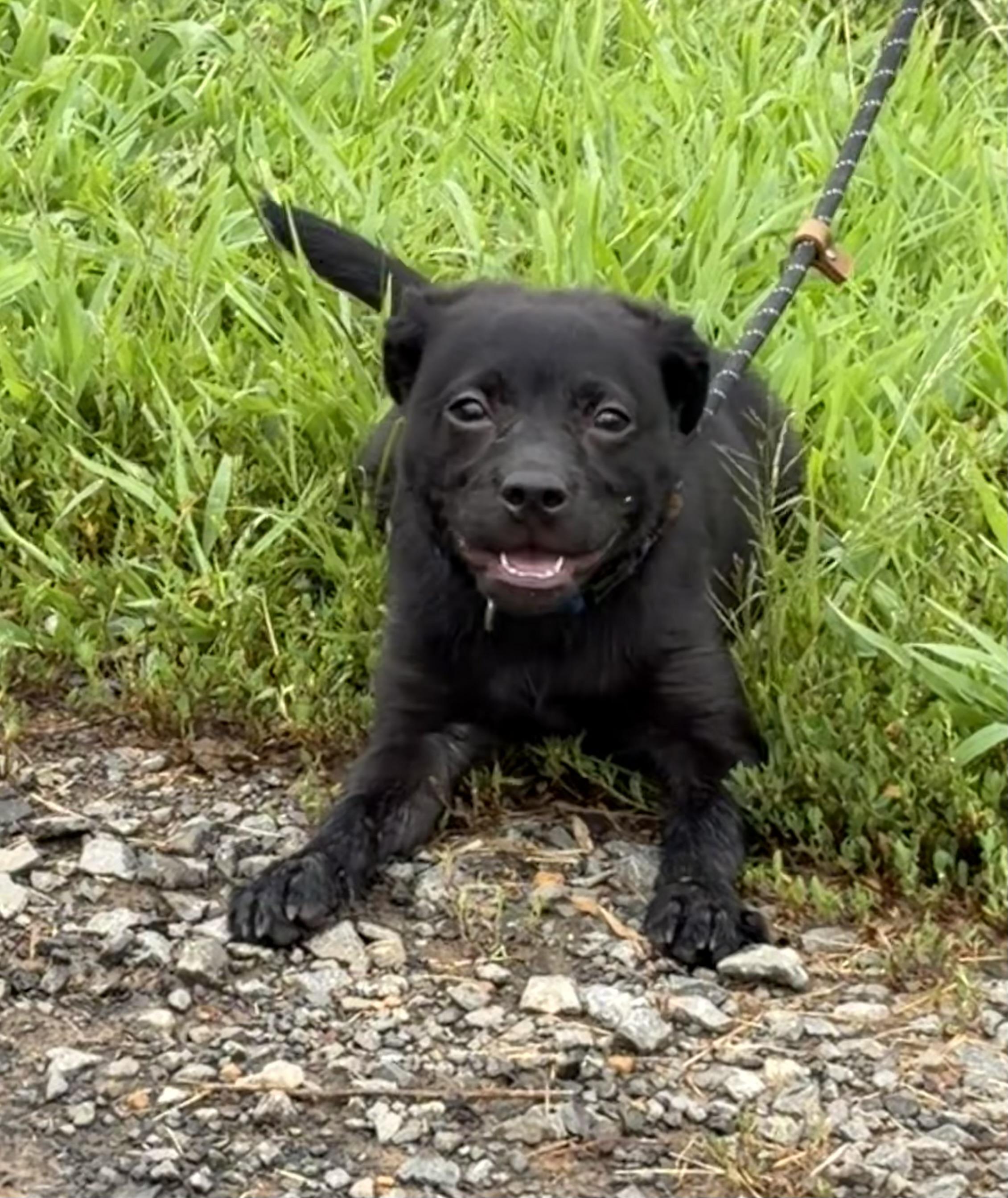 Enlarge Bubba, a ADOPTABLE Mixed Breed in Warrenton, VA image 5/6