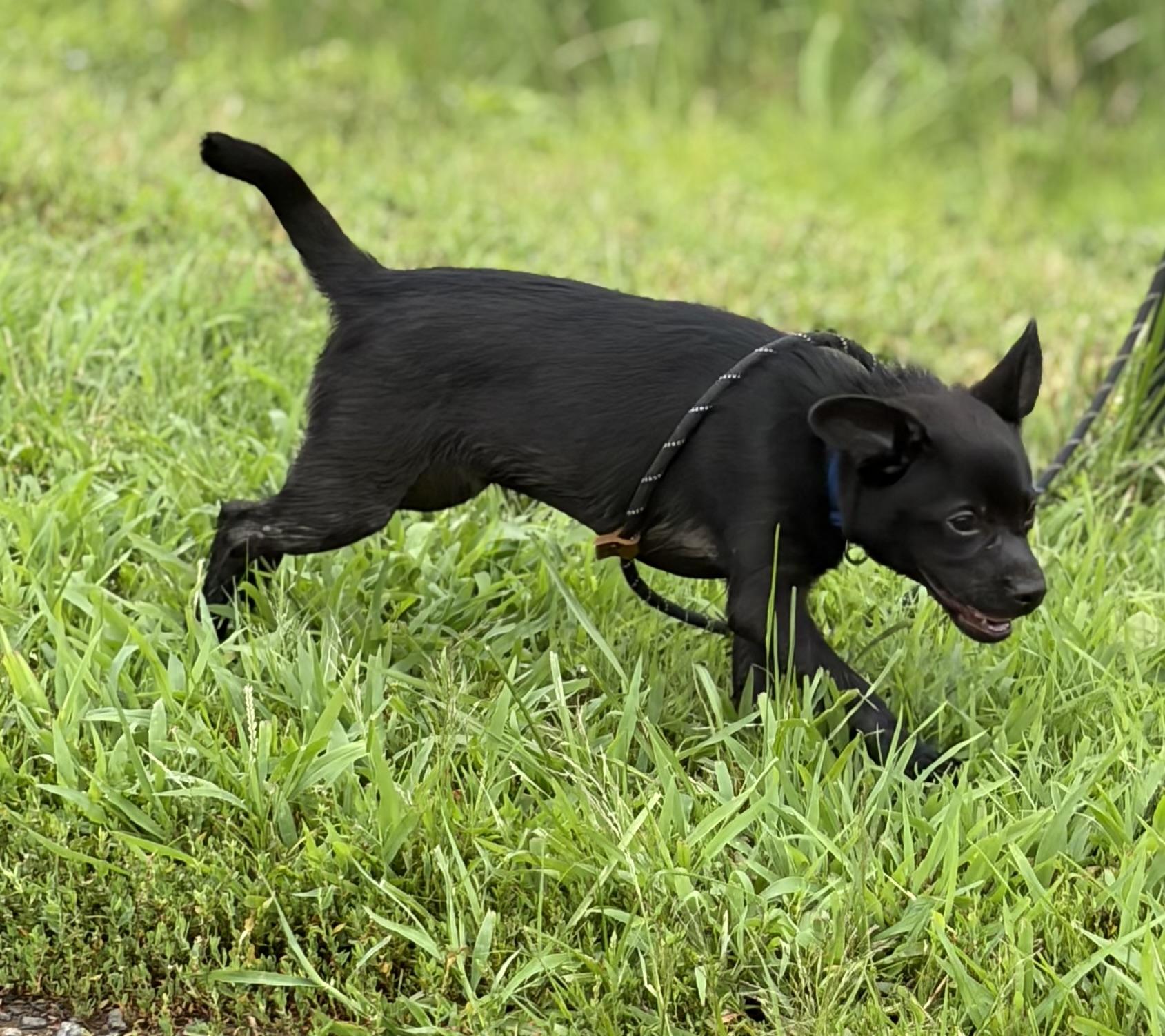 Enlarge Bubba, a ADOPTABLE Mixed Breed in Warrenton, VA image 2/6