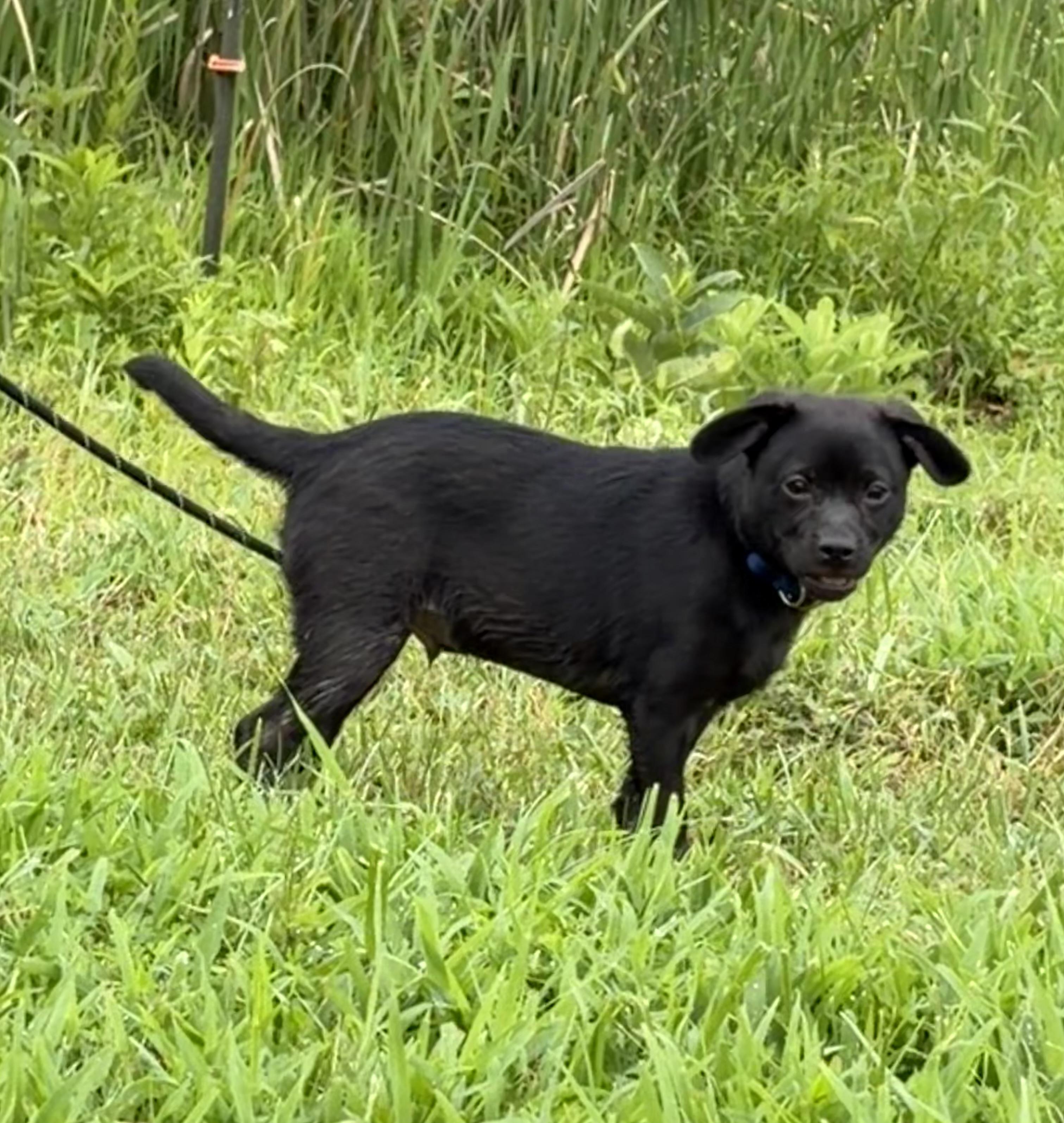 Enlarge Bubba, a ADOPTABLE Mixed Breed in Warrenton, VA image 4/6
