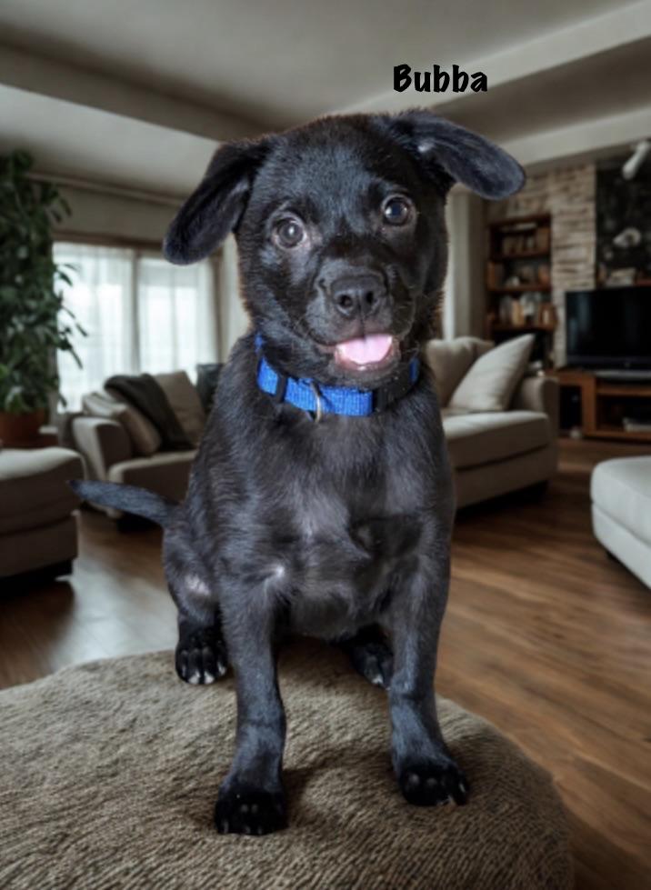 Bubba, ADOPTABLE, Puppy Male Mixed Breed.