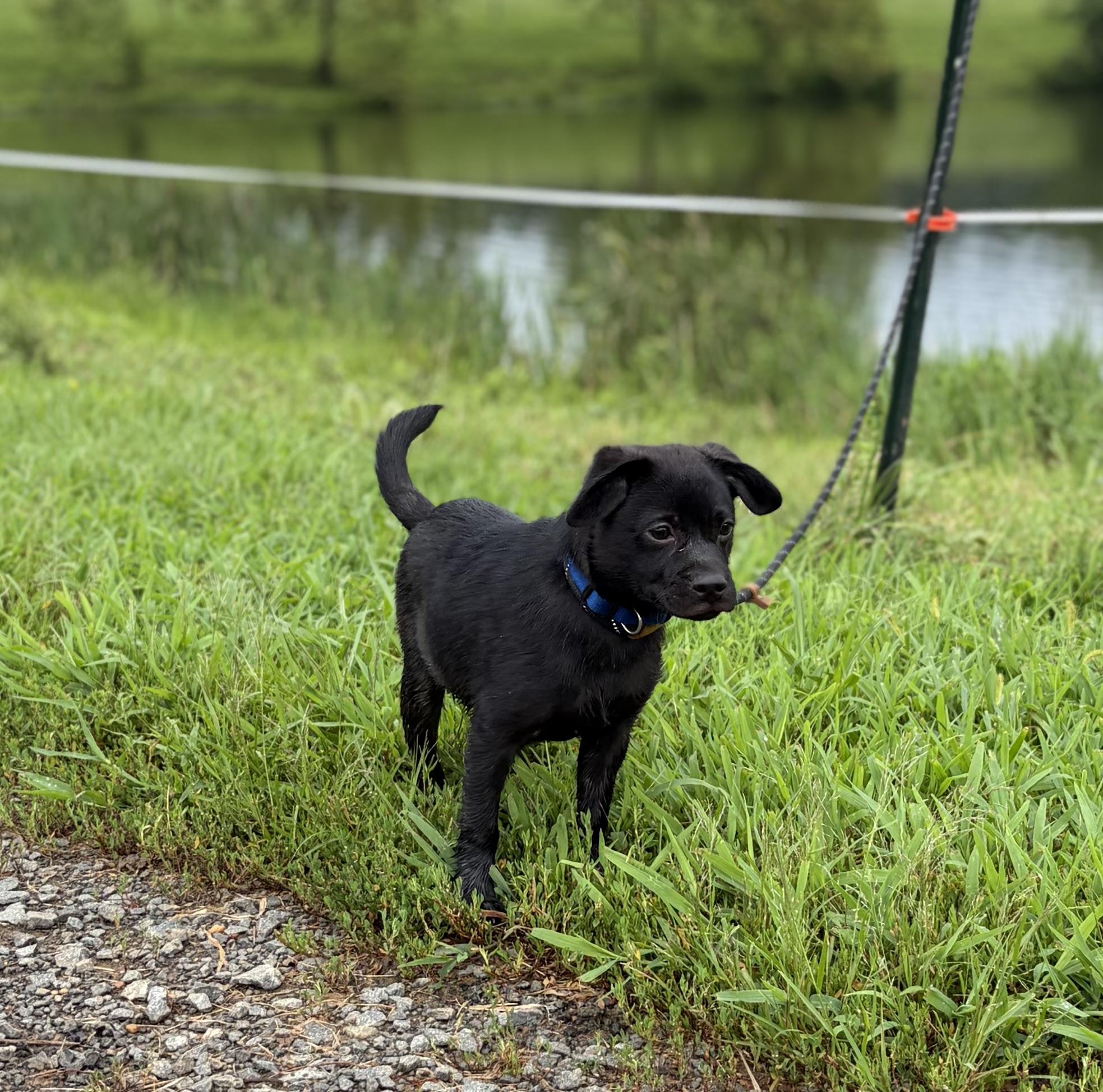 Enlarge Bubba, a ADOPTABLE Mixed Breed in Warrenton, VA image 6/6