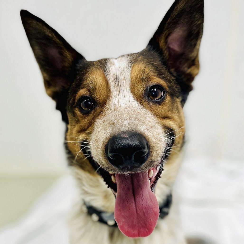Enlarge Rocket, a Adoptable Cattle Dog in Lebanon, MO image 1/4