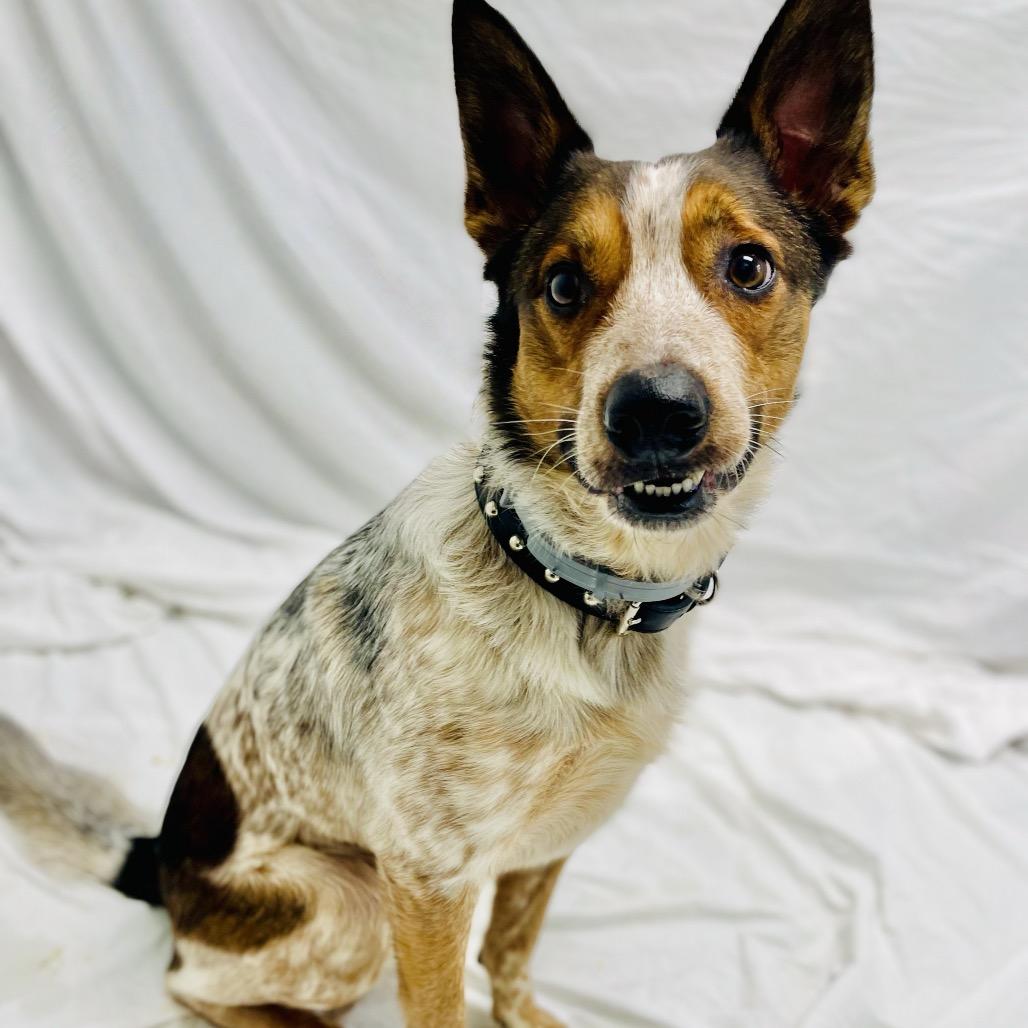 Enlarge Rocket, a Adoptable Cattle Dog in Lebanon, MO image 2/4