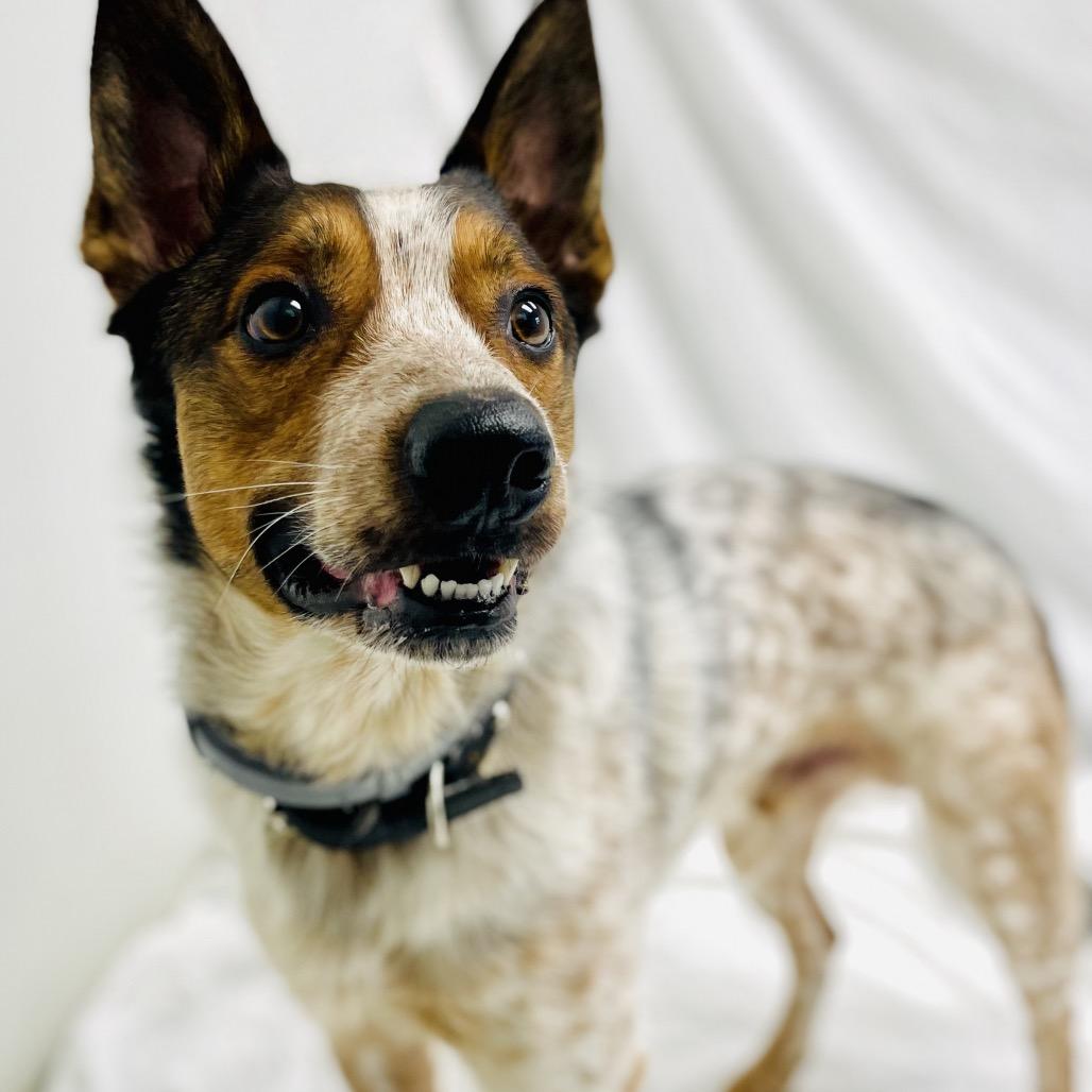 Enlarge Rocket, a Adoptable Cattle Dog in Lebanon, MO image 3/4