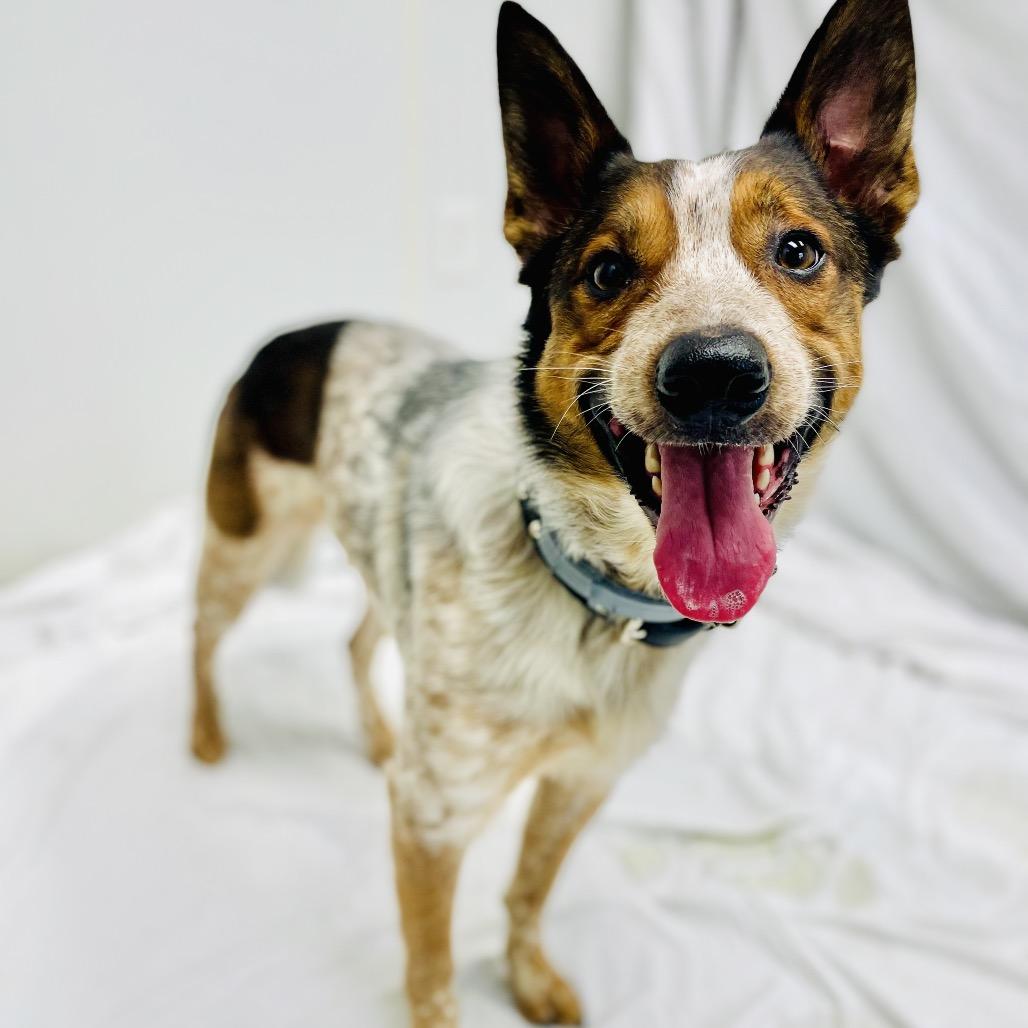 Enlarge Rocket, a Adoptable Cattle Dog in Lebanon, MO image 4/4